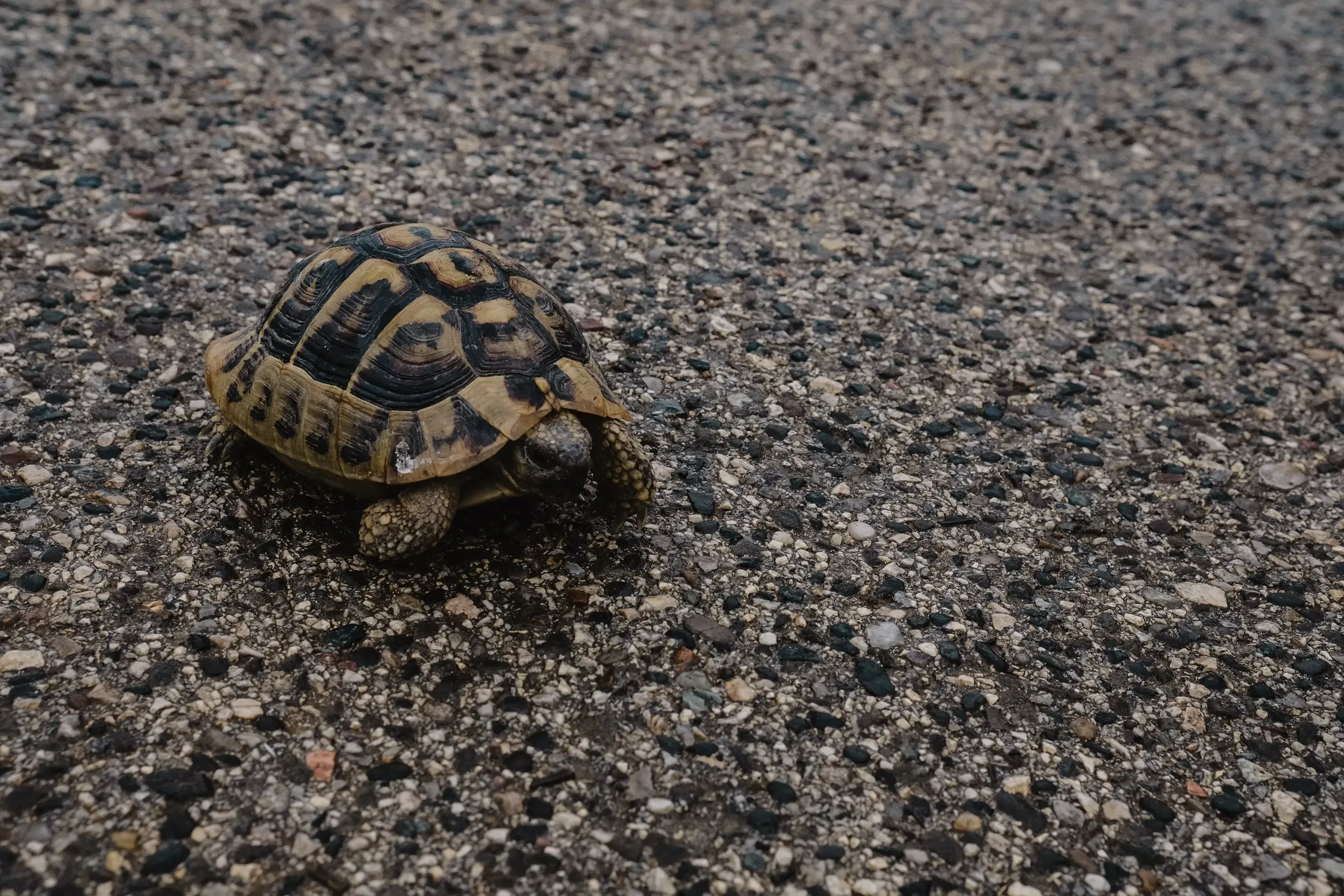 A wild tortoise walking across a paved or unpaved road in a natural or semi-urban area of Albania.
