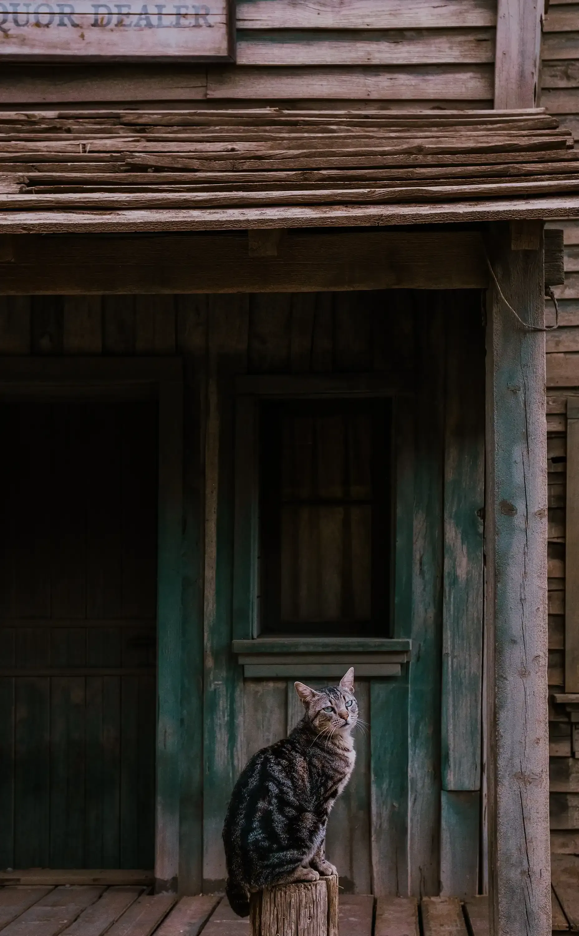 A cat resting or walking on the grounds of Fort Bravo.