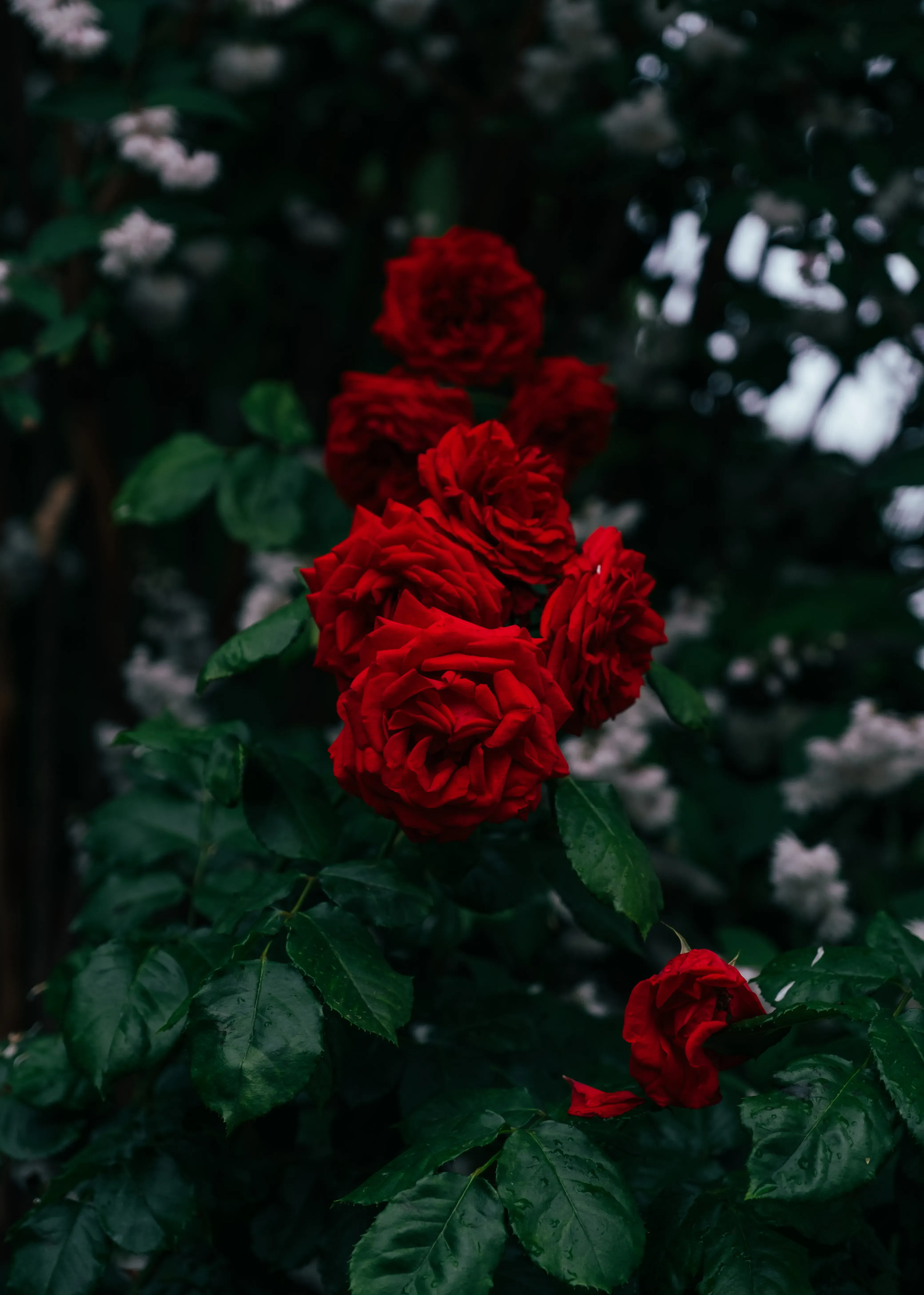 Bright red and pink roses blooming in the meticulously kept, Moorish-influenced gardens of the Royal Alcázar Palace.
