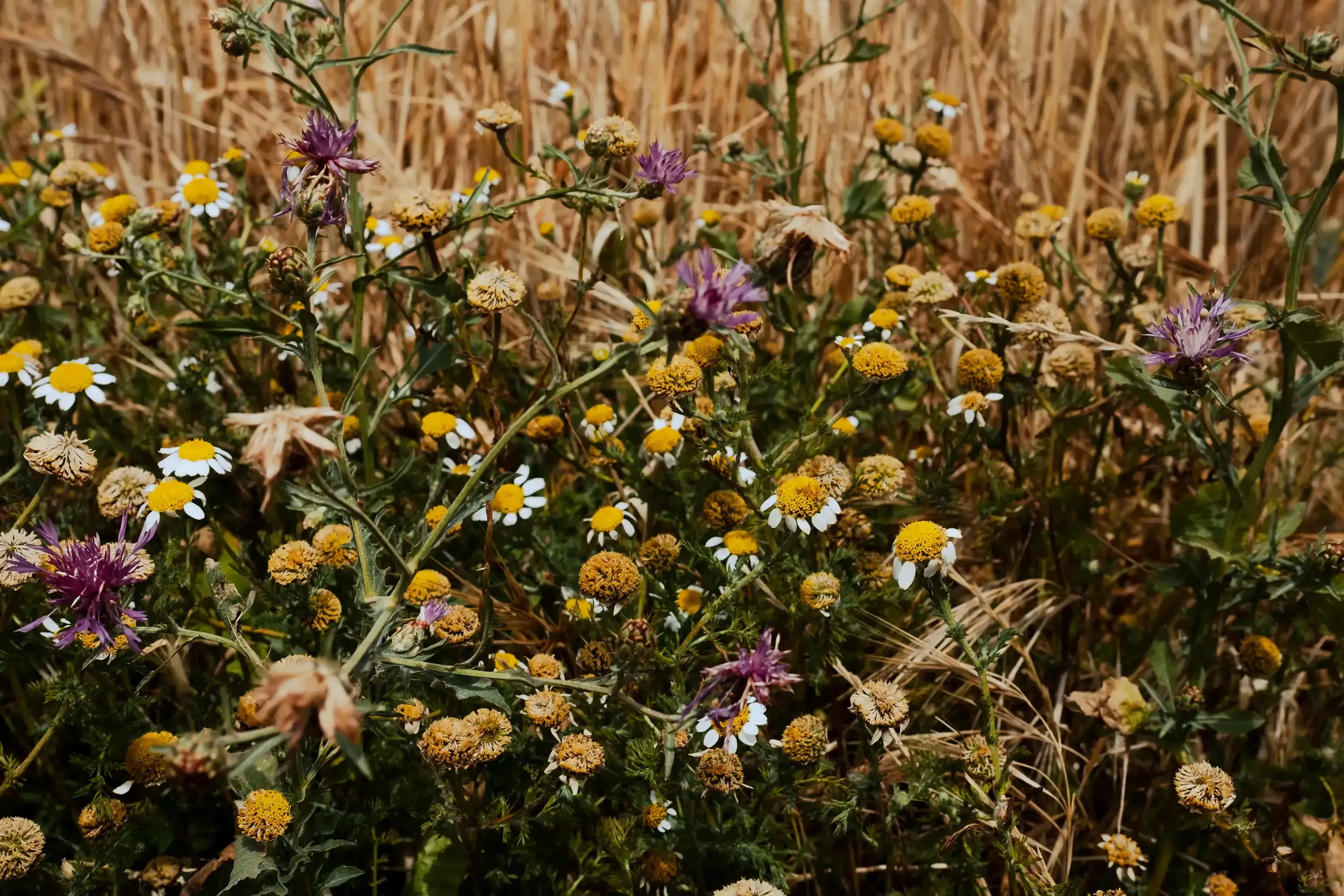 Close-up detail of the colorful flowers in a field of Andalusia