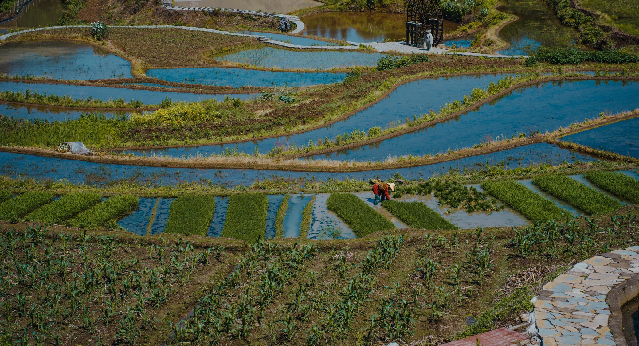 Woman harvests rice near Tienam mountain