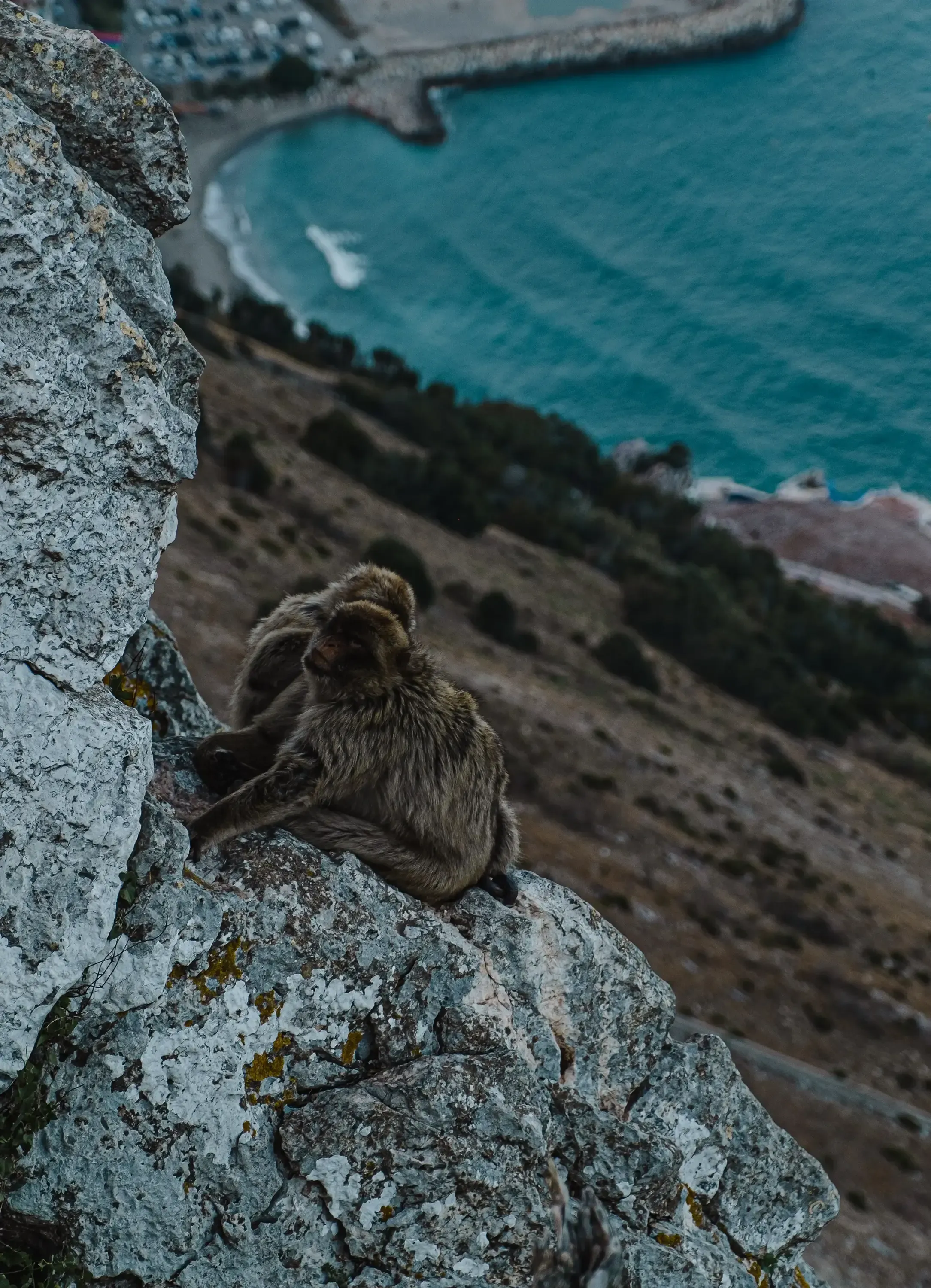 Two wild Barbary macaques sitting together on the edge of a high cliff face on the Rock of Gibraltar.