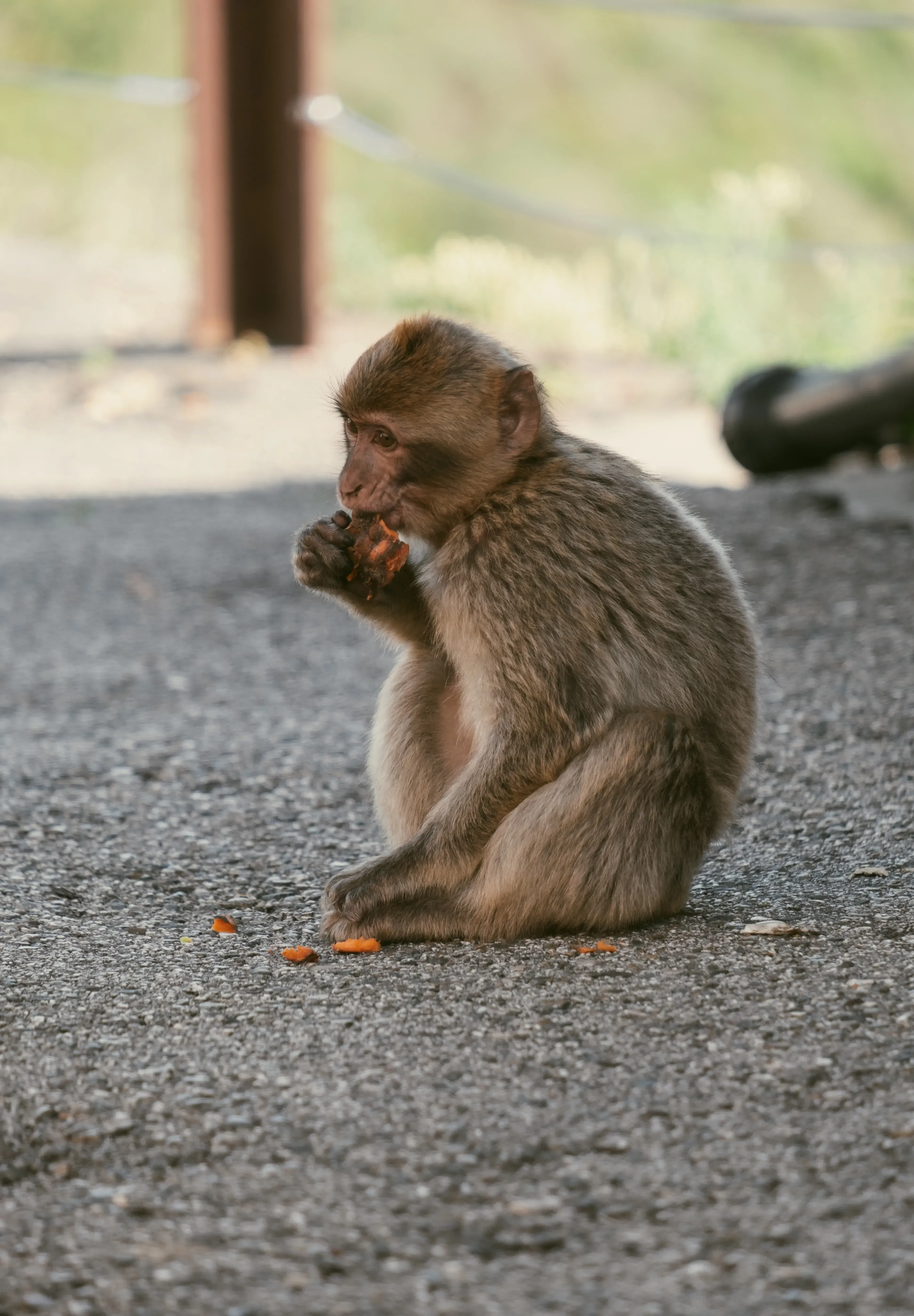 A small, young Barbary macaque sitting and eating a piece of fruit on the Rock of Gibraltar.