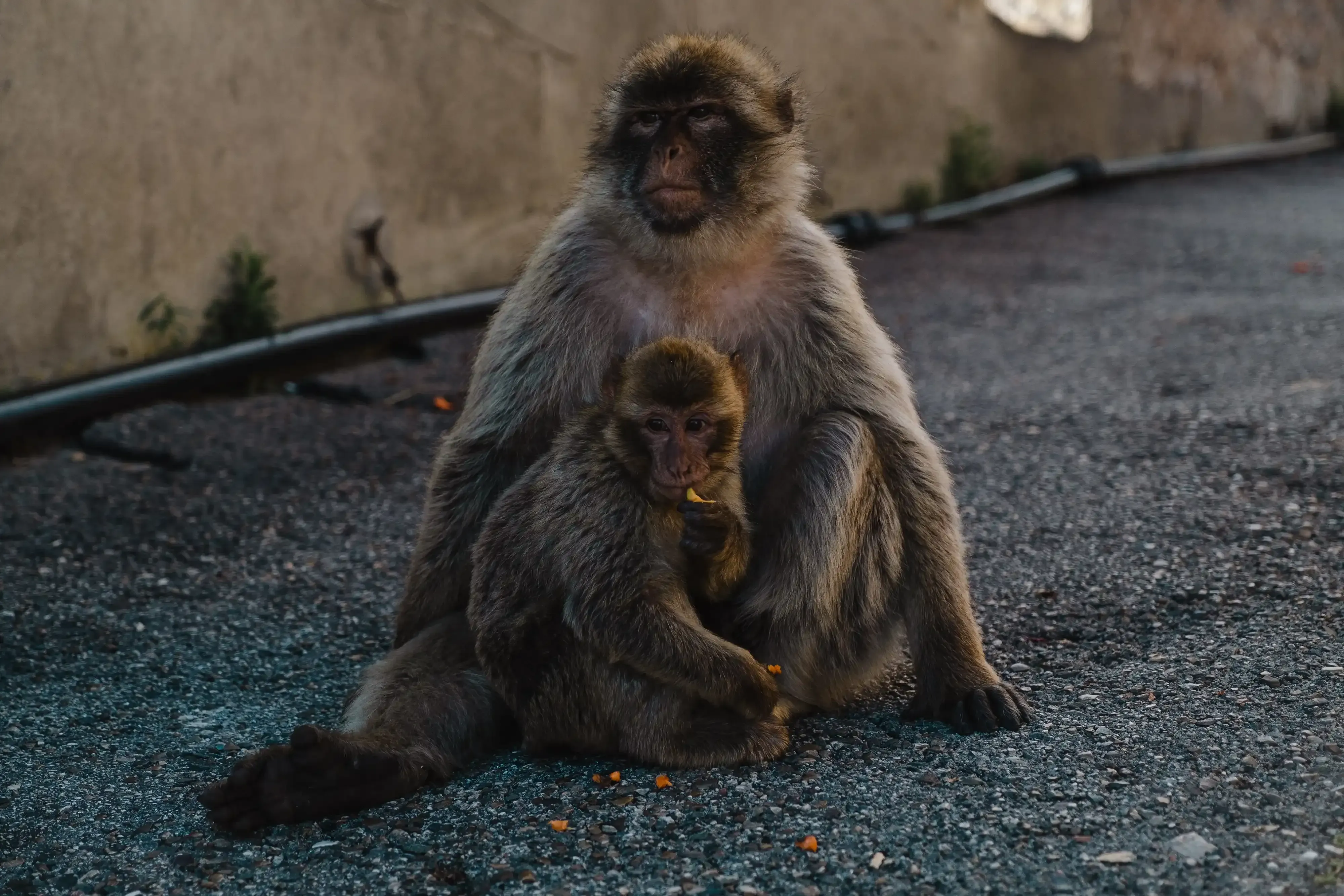 A mother Barbary macaque sitting with her baby monkey nestled close on the Rock of Gibraltar.
