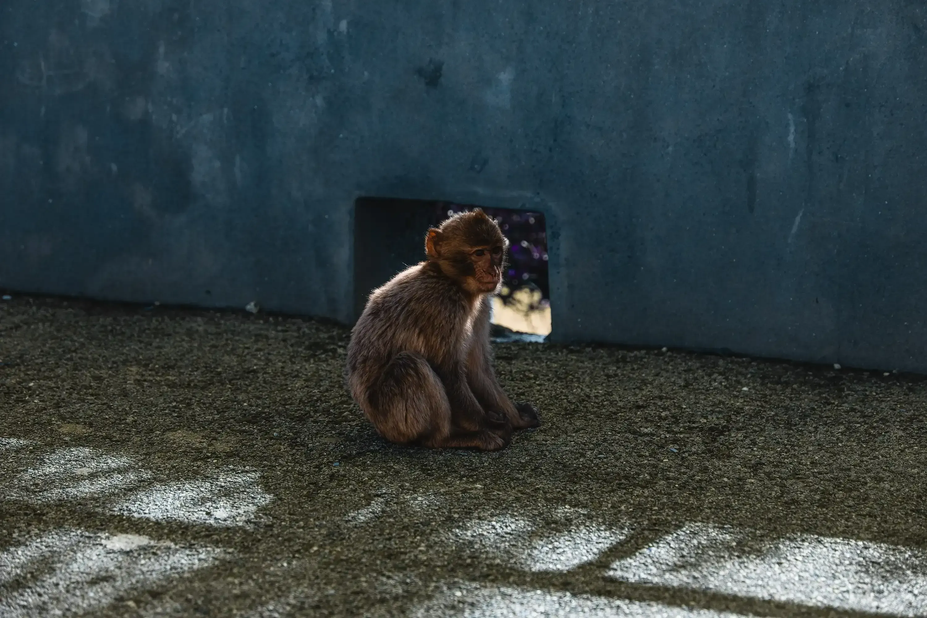 A small Barbary macaque monkey perched on a railing, looking alertly at its surroundings on the Rock of Gibraltar.
