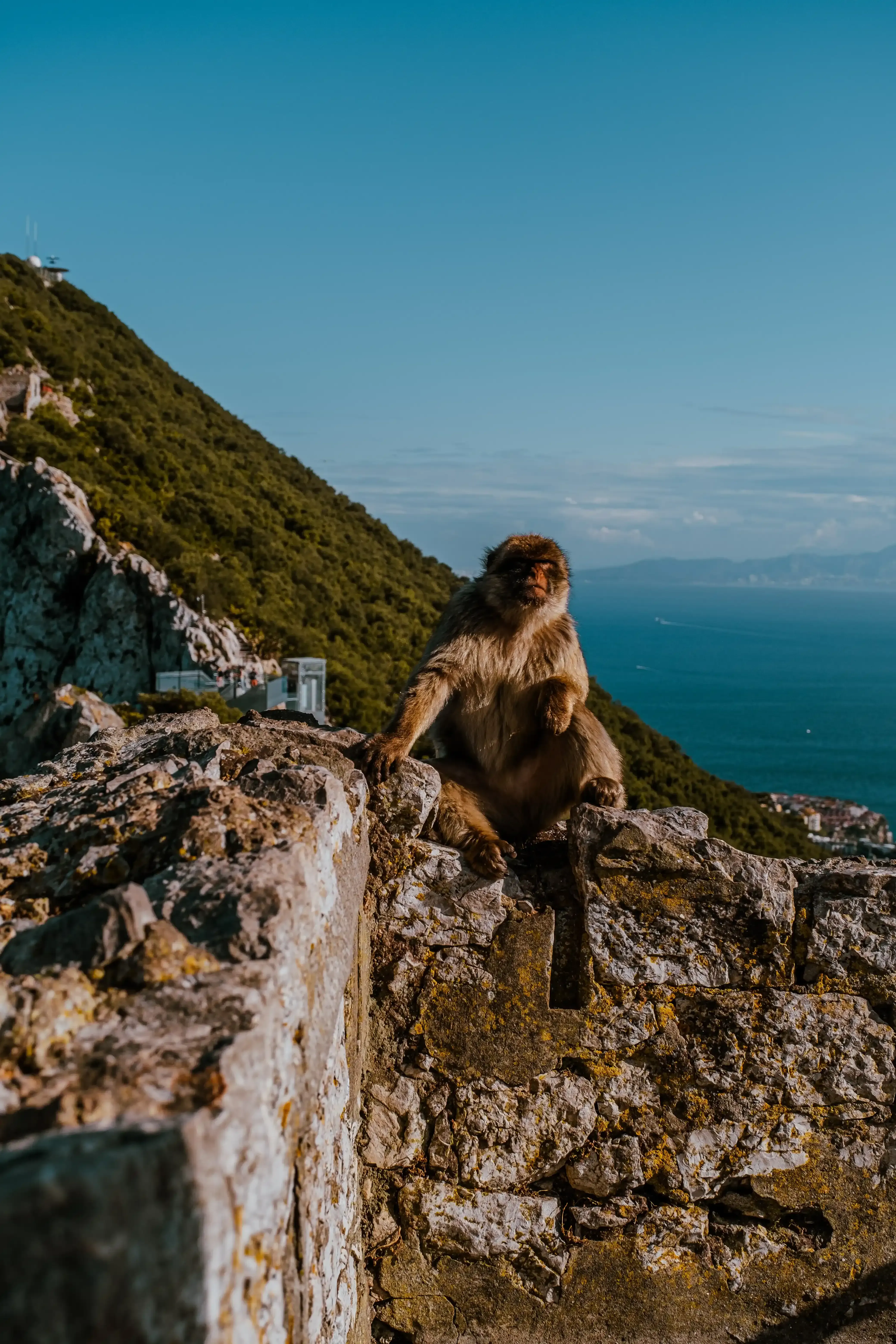 A Barbary macaque monkey sitting on a low stone parapet on the Rock of Gibraltar, looking out over the sea.