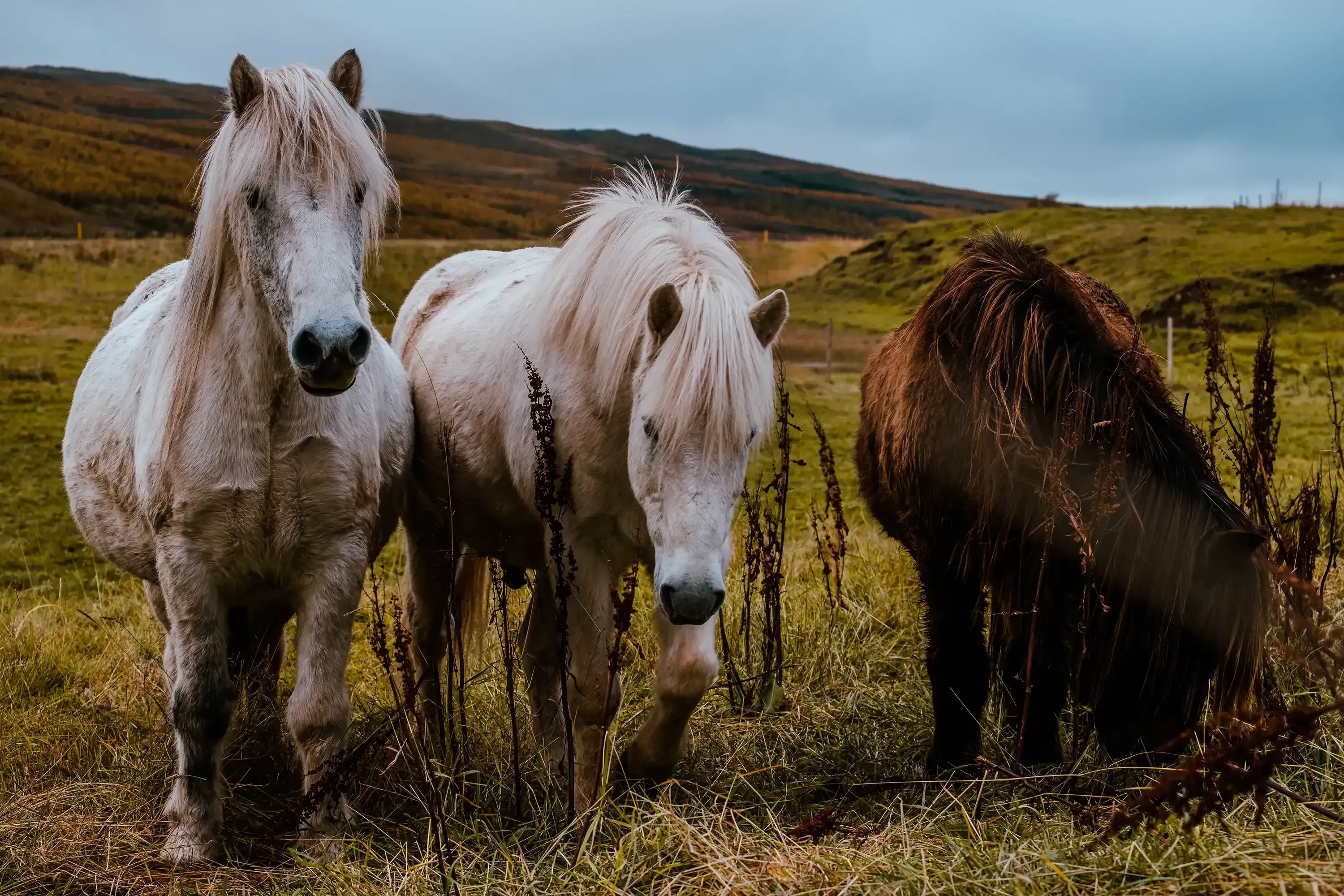 A group of hardy Icelandic horses with thick coats standing in a field.