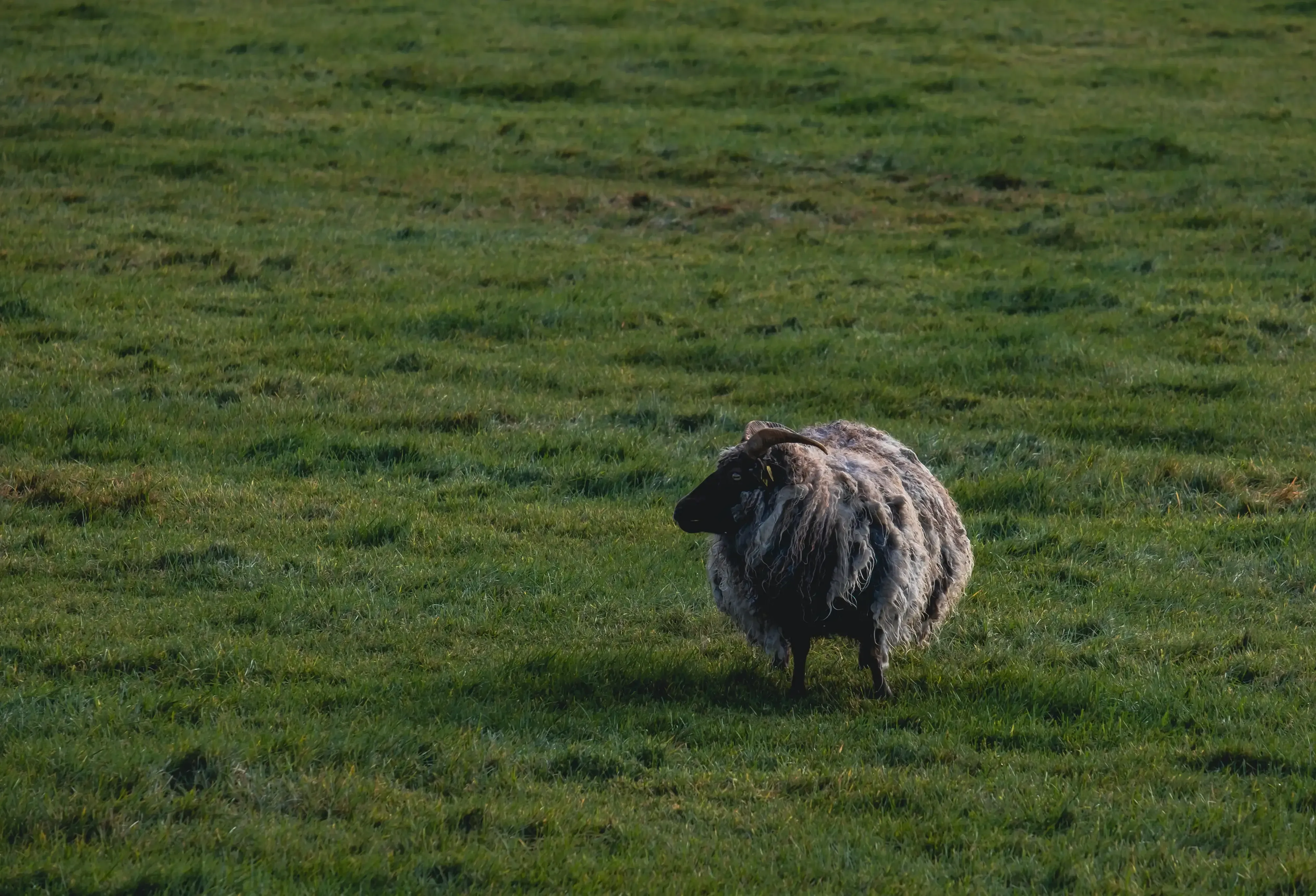 An Icelandic sheep grazing in a vibrant green meadow.