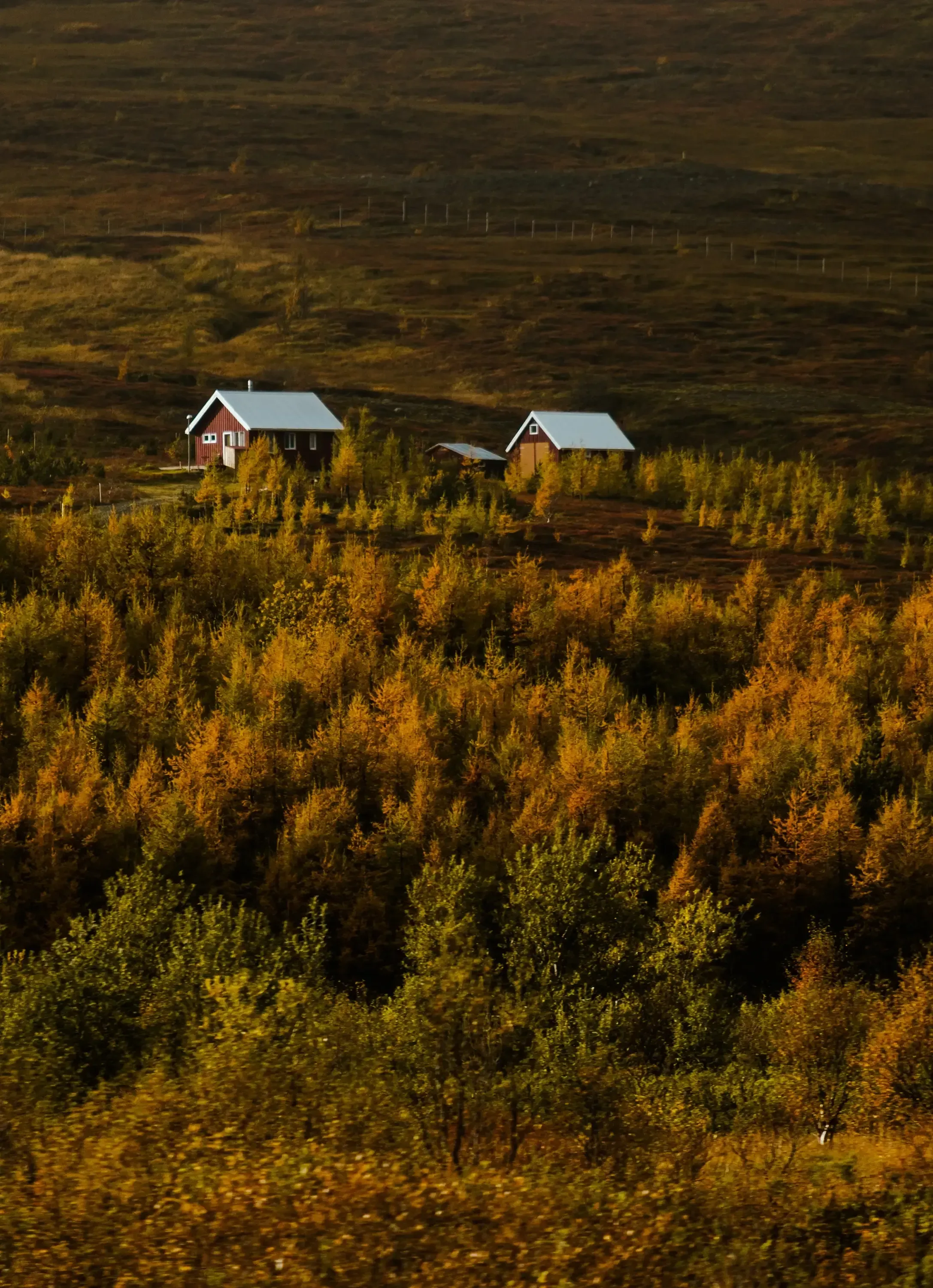 Two houses positioned within a sparse or small wooded area (skogur) in Iceland.