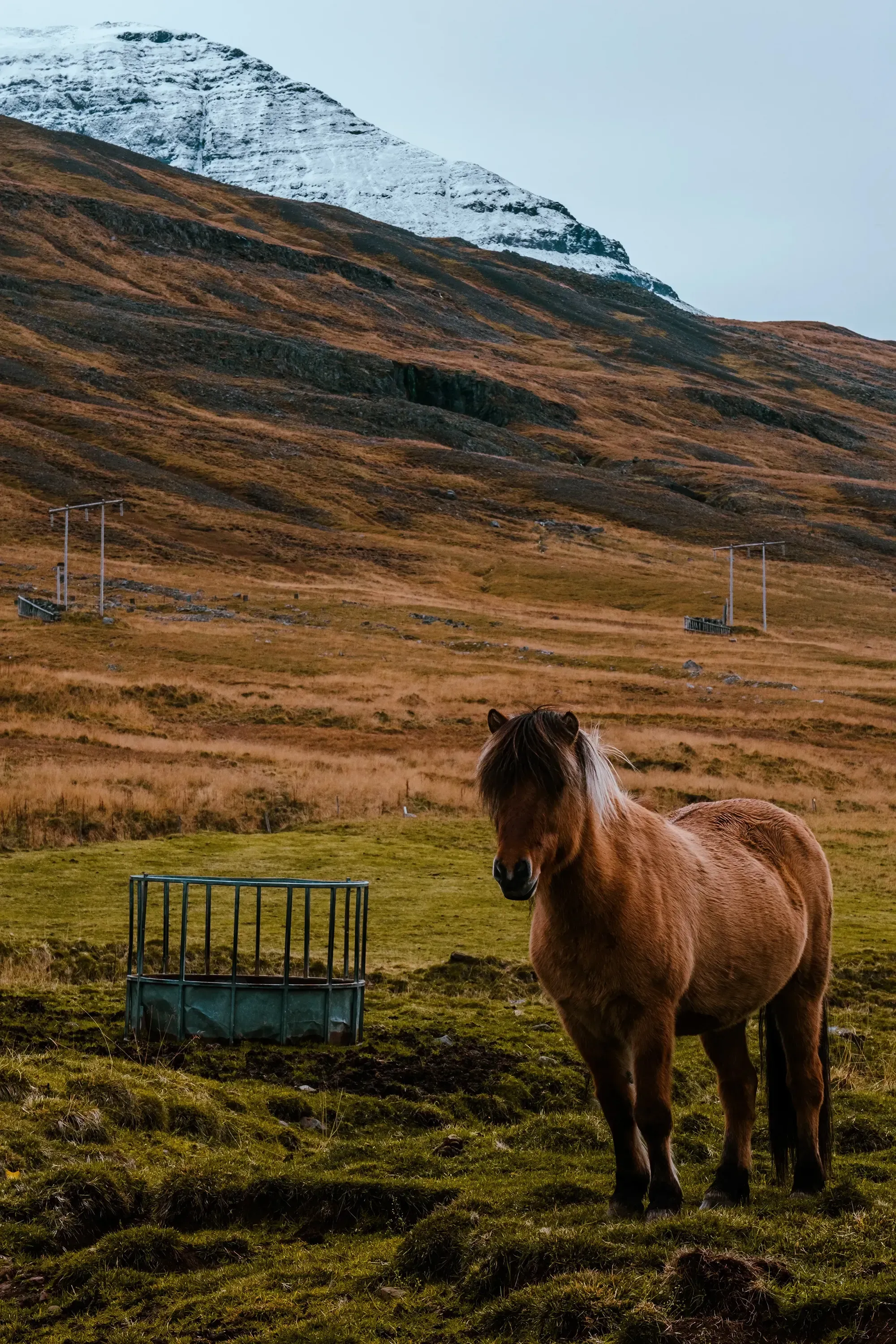 A single, sturdy Icelandic horse standing in a field.