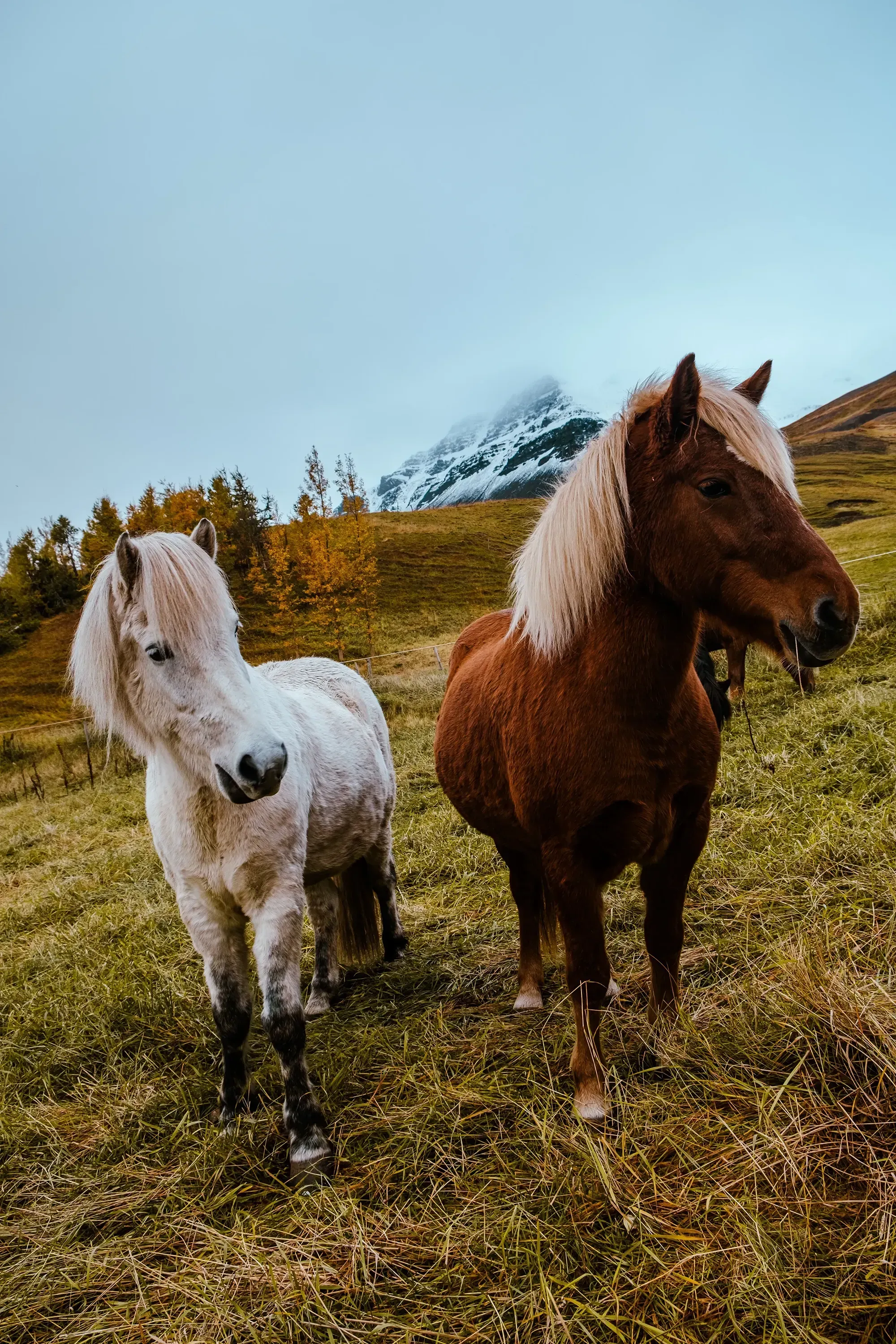 Two sturdy Icelandic horses standing together in a field.