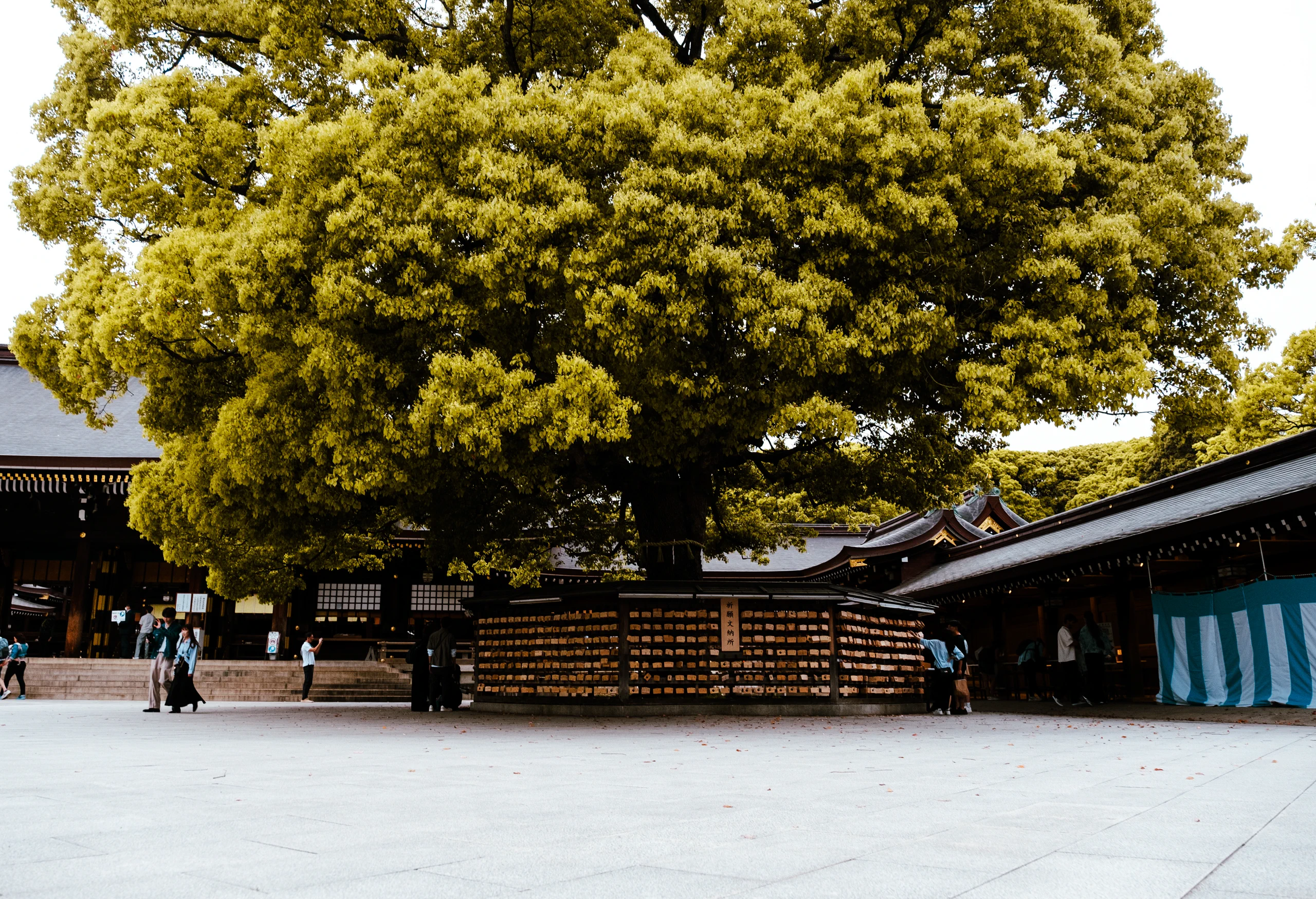 Sacred Camphor tree surrounded by Ema wooden votive tablets at Meiji Jingu Shrine