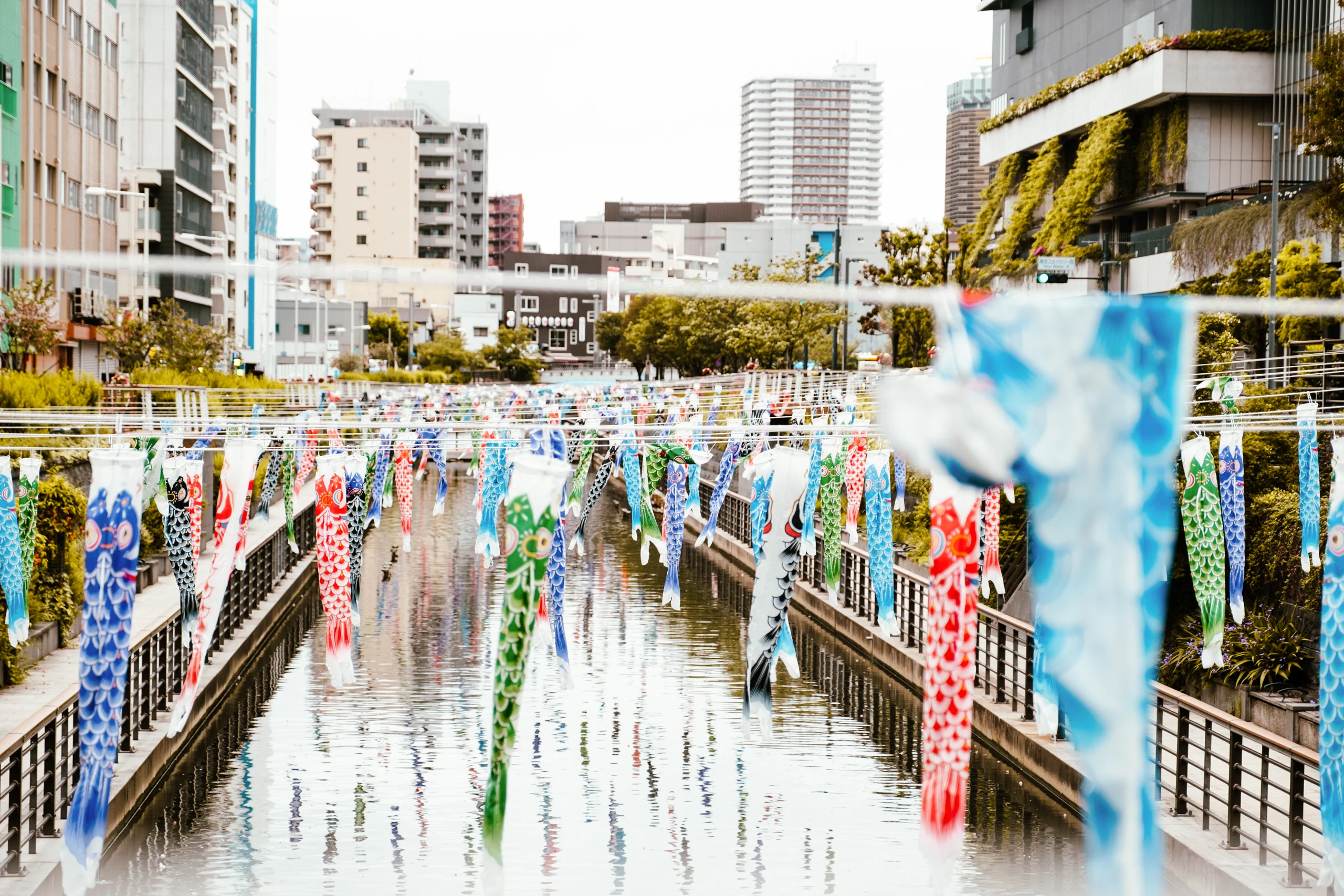 Traditional Koinobori carp streamers flying in the wind