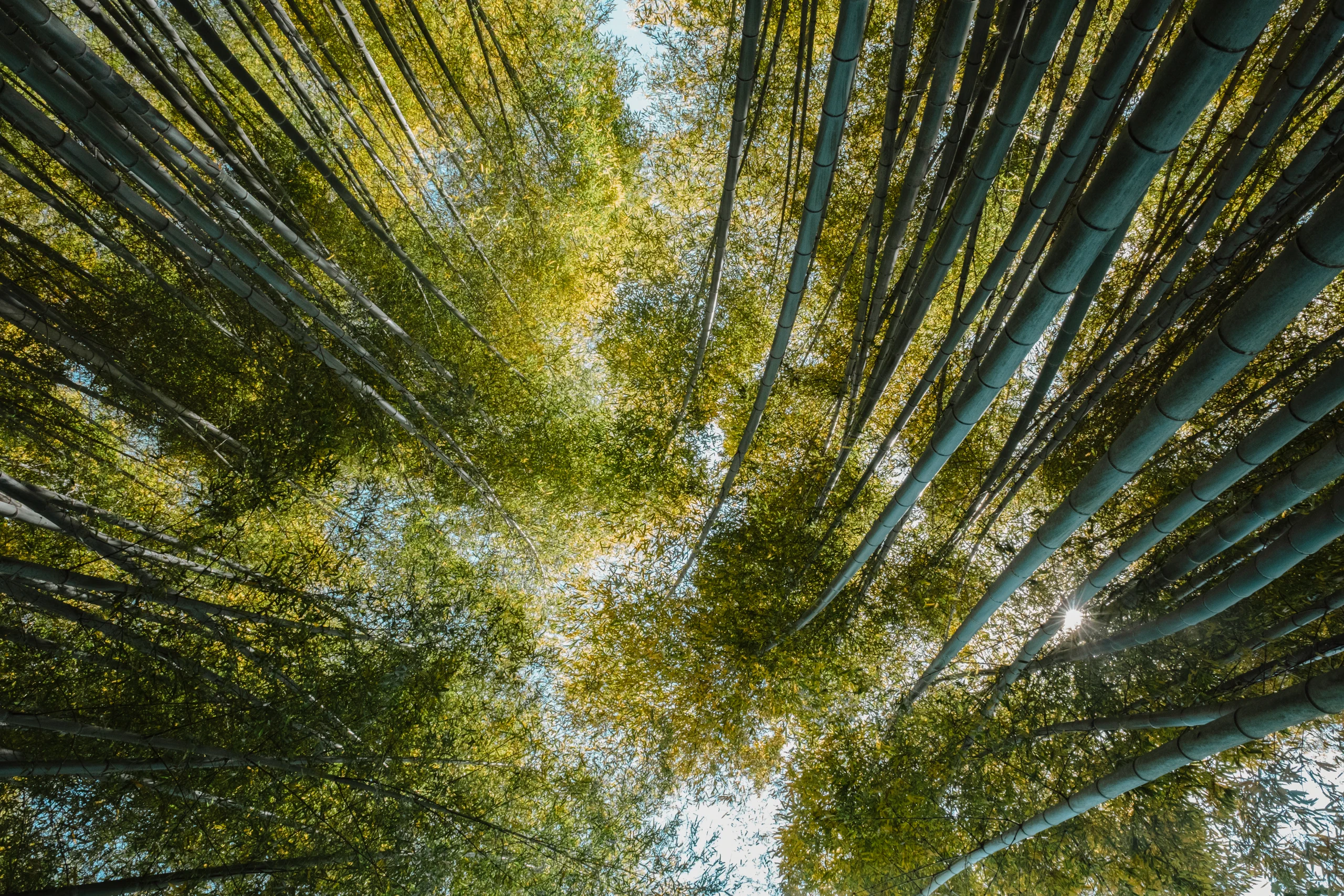 Looking up at towering bamboo stalks against the sky