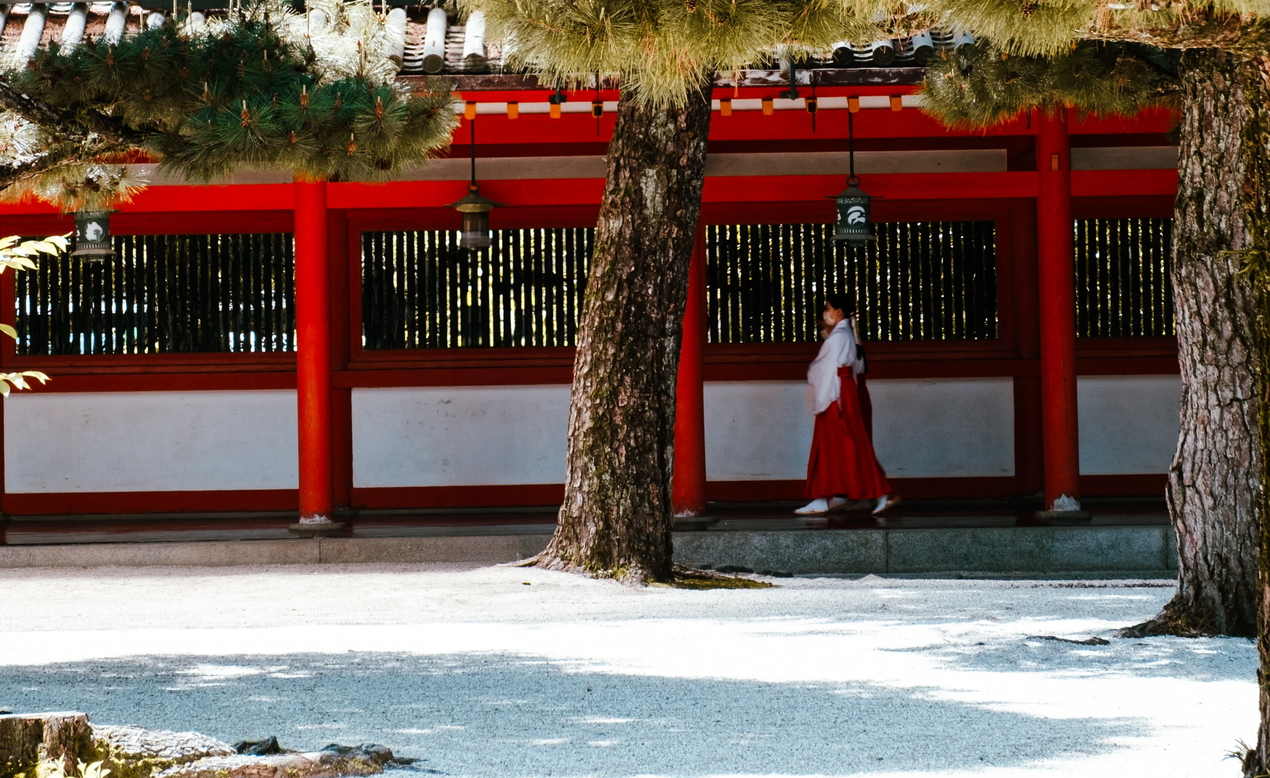 Japanese shrine maiden (Miko) walking in a temple in Kyoto