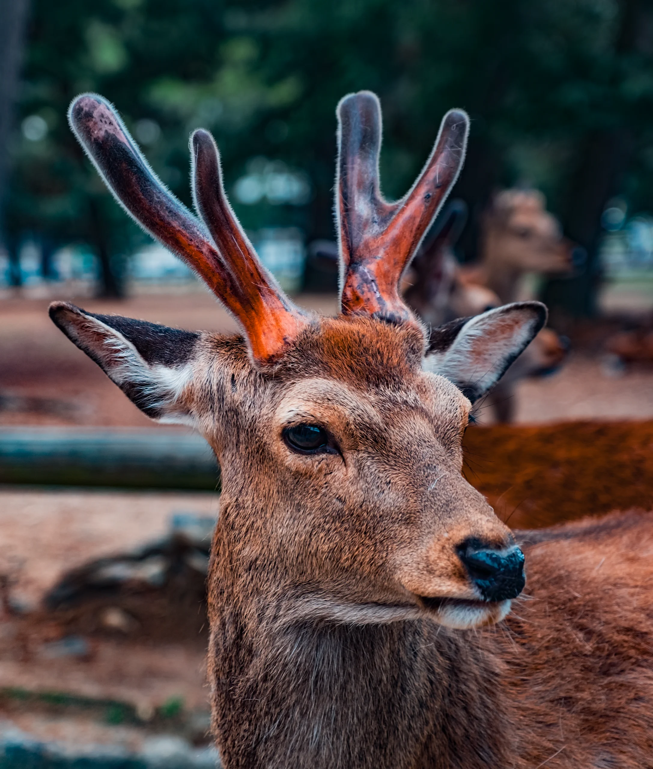 Wild deer roaming freely in Nara Park