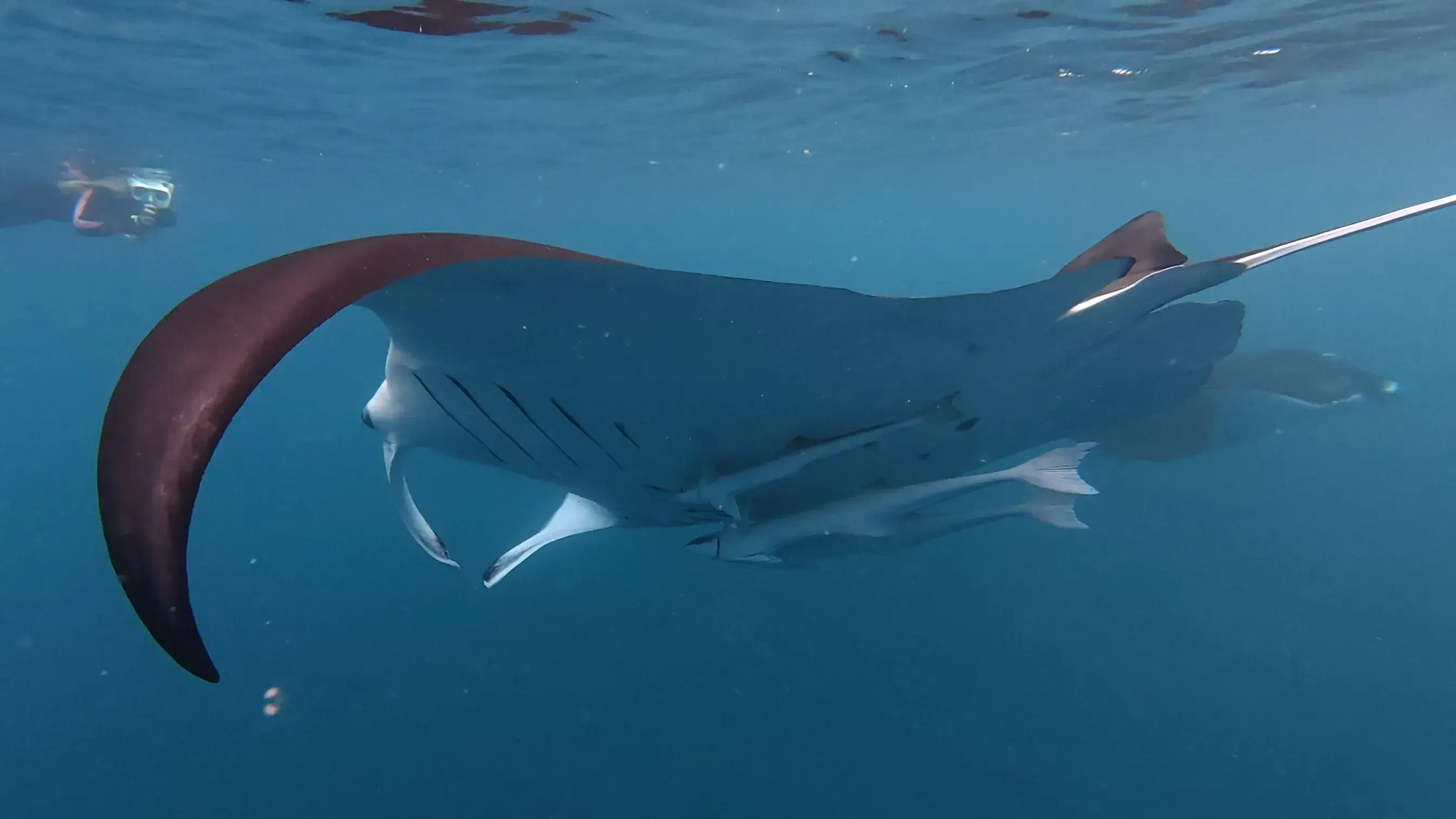 A large manta ray making a graceful turn in the clear blue waters off Ishigaki Island.