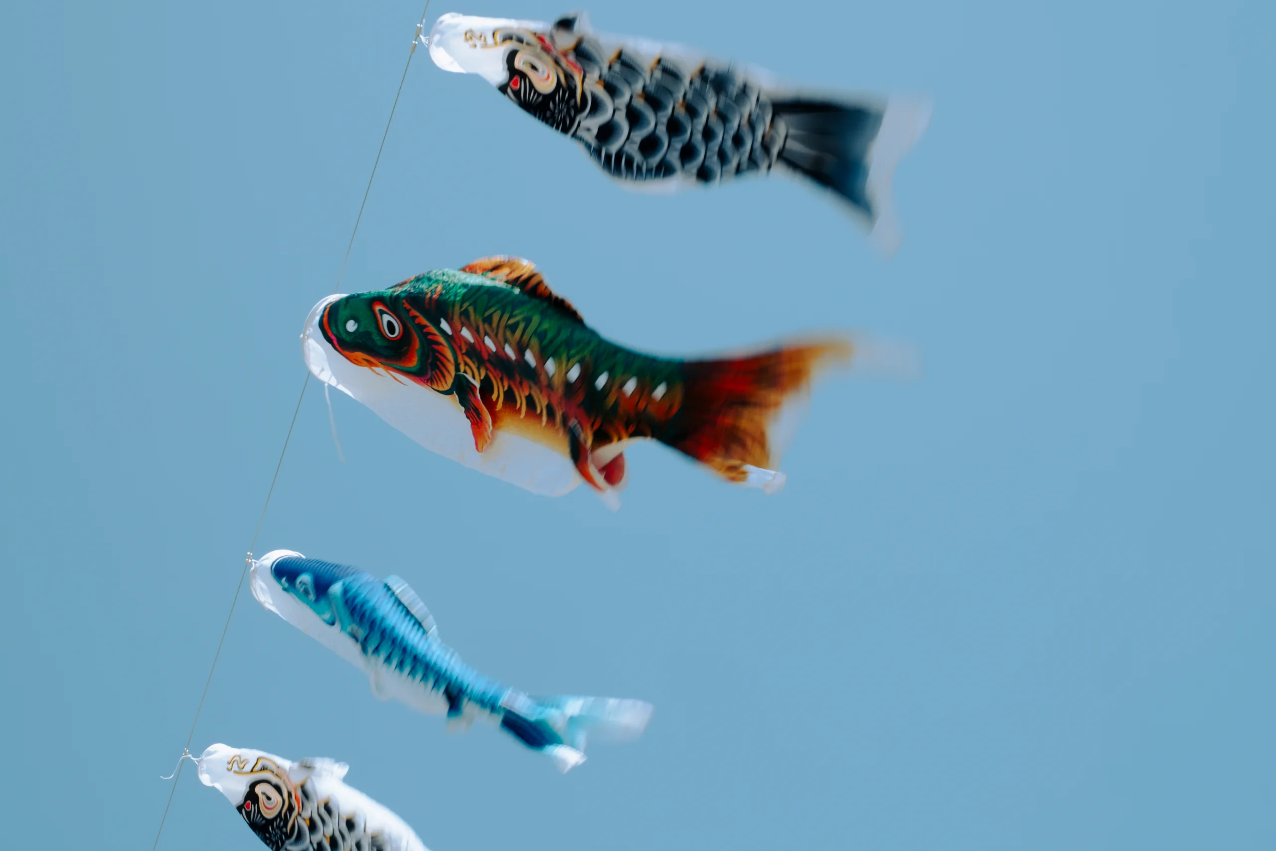Koinobori carp streamers flying for Children's Day in Japan