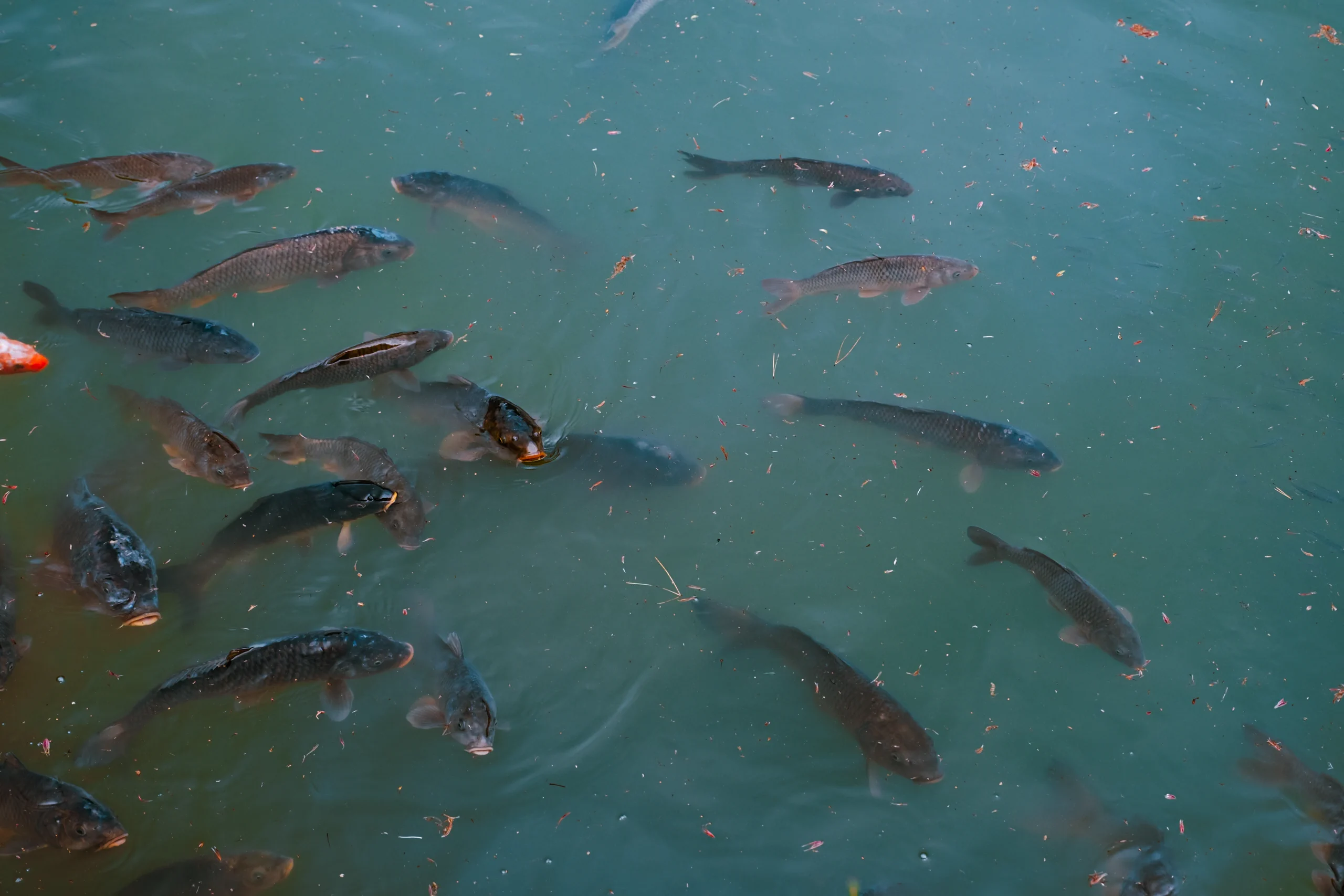 Colorful Koi carp swimming in a traditional Japanese pond
