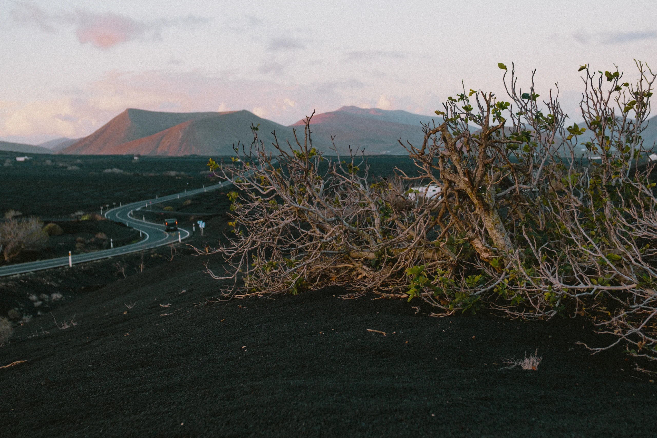A paved road passing through the unique volcanic vineyards of La Geria in Lanzarote, showing the contrast between the black soil and the green vegetation.