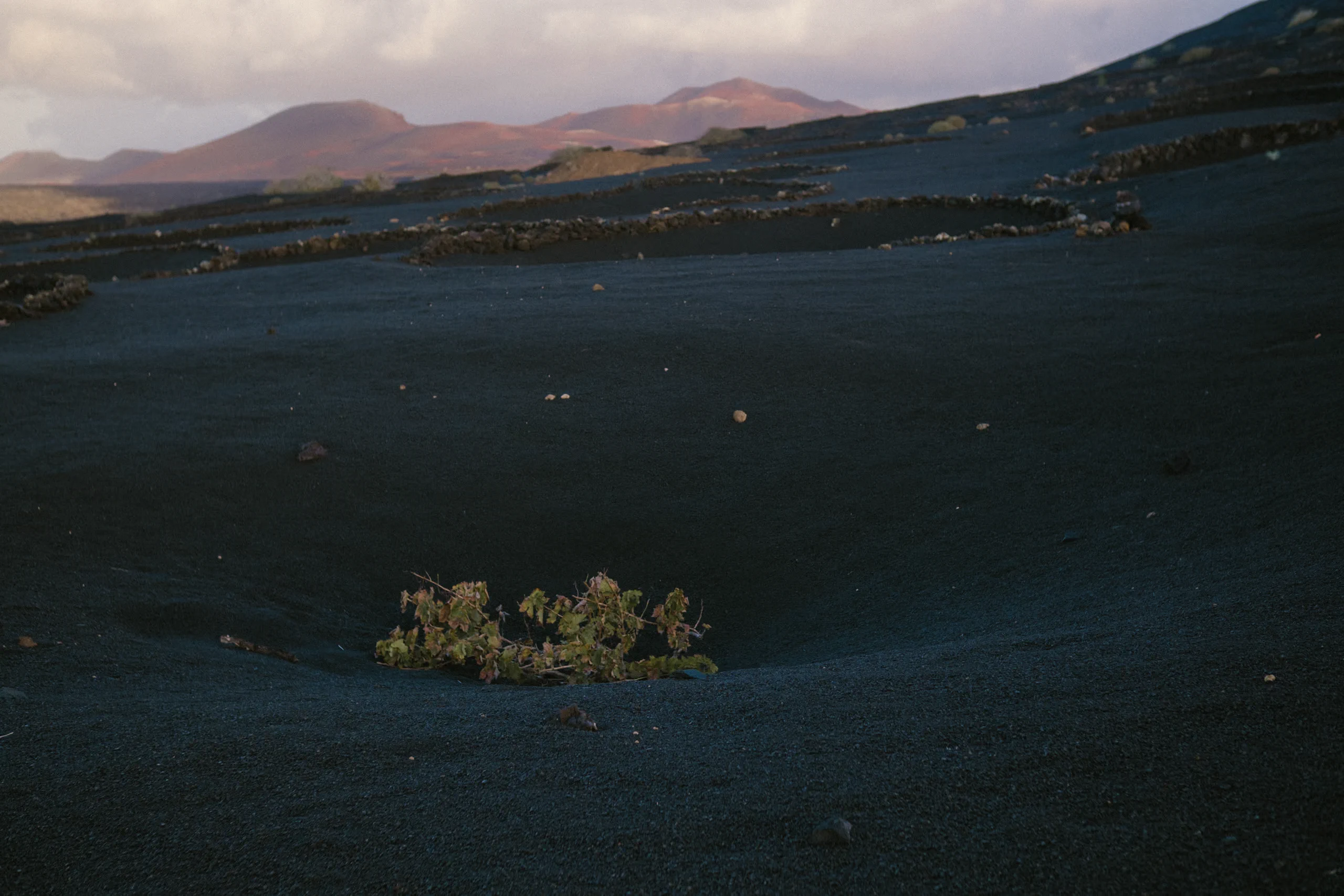 A traditional sunken vineyard pit in La Geria, Lanzarote, featuring black volcanic soil and a protective stone windbreak.