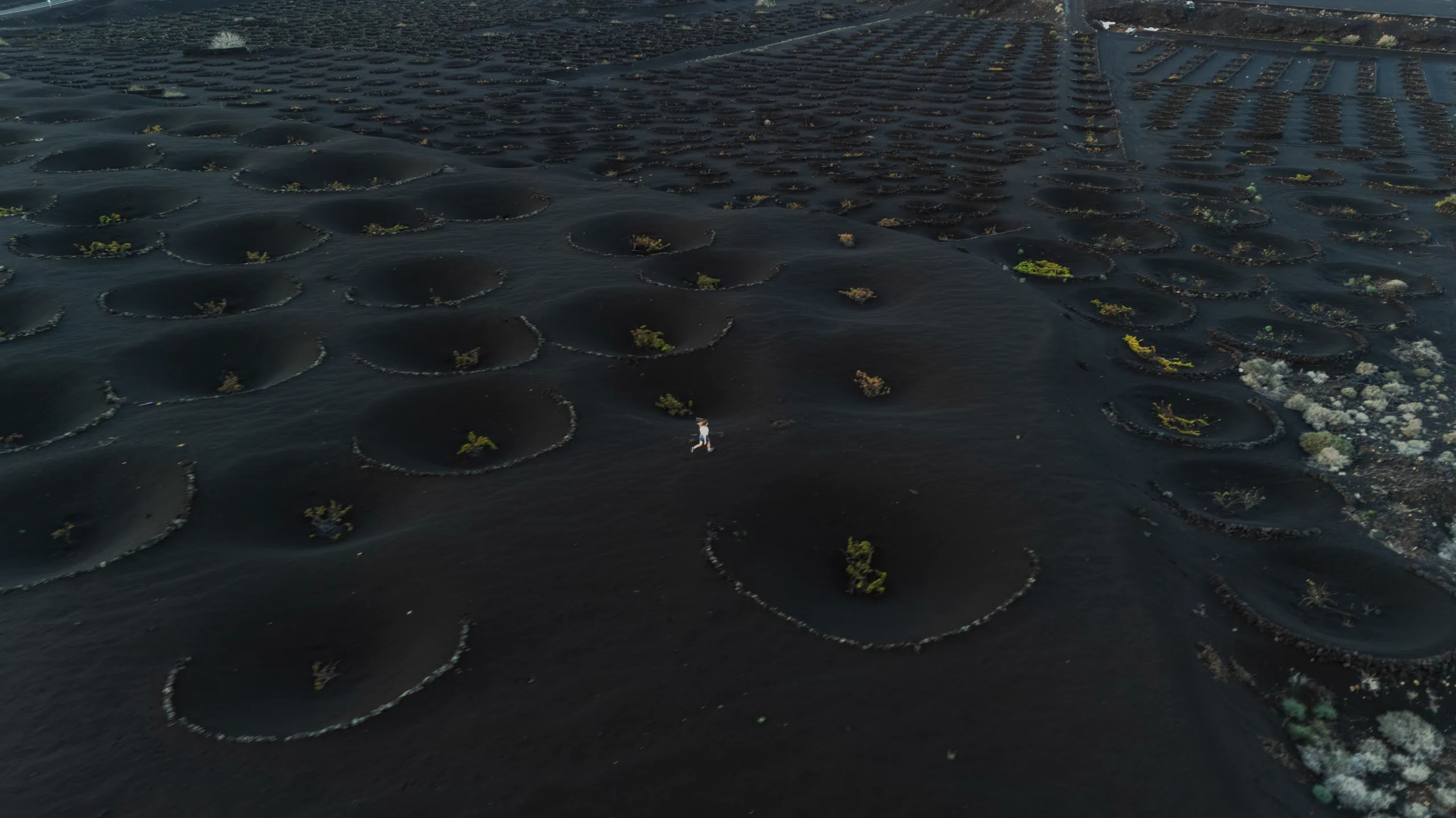 Drone view of Letizia in the geometric landscape of La Geria vineyards.