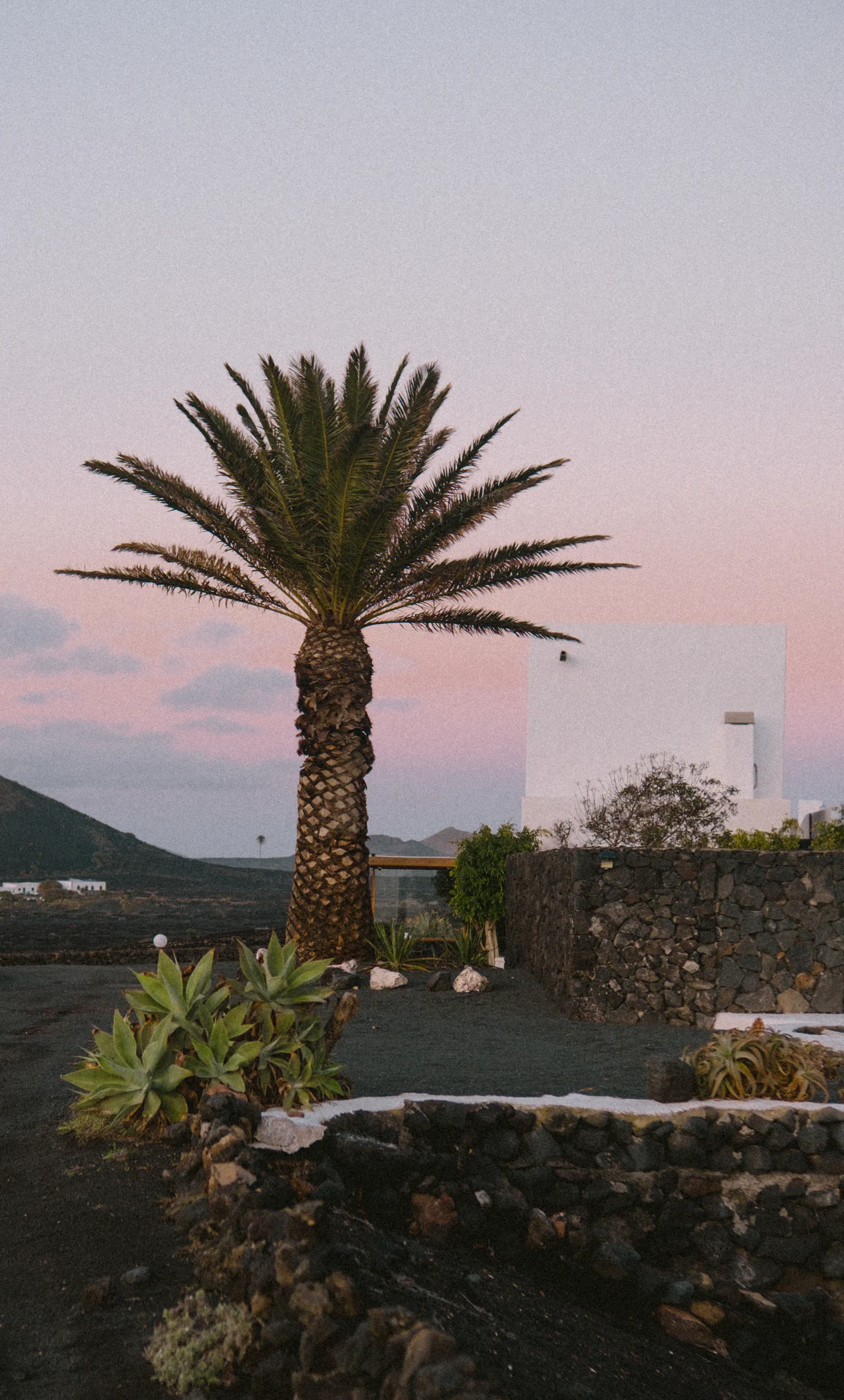 A palm at sunset