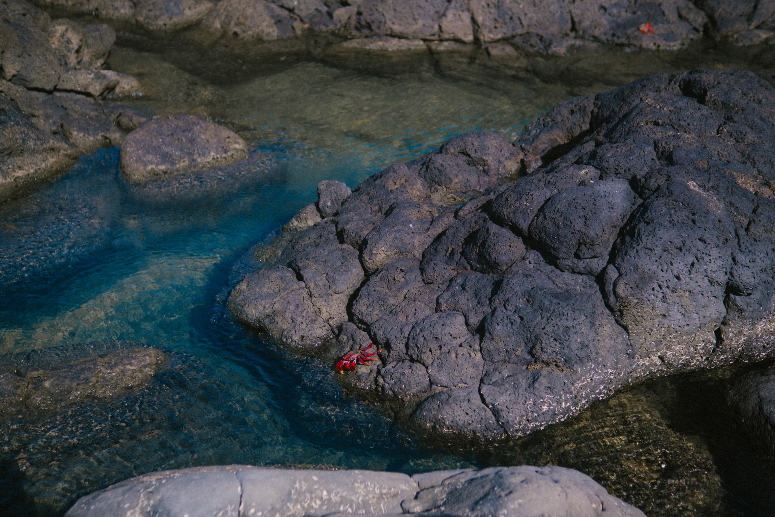 A crab on a stone in Lanzarote