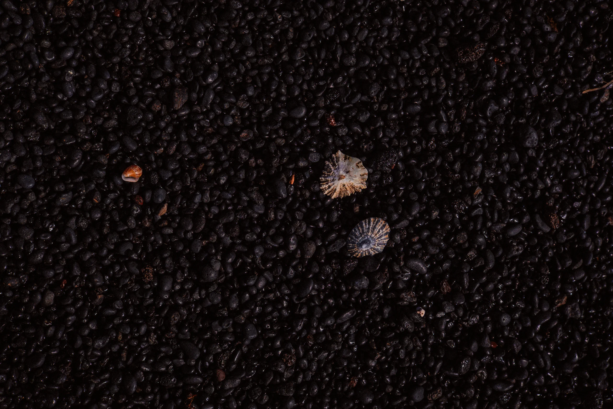 White seashells scattered on the black volcanic sand beach.