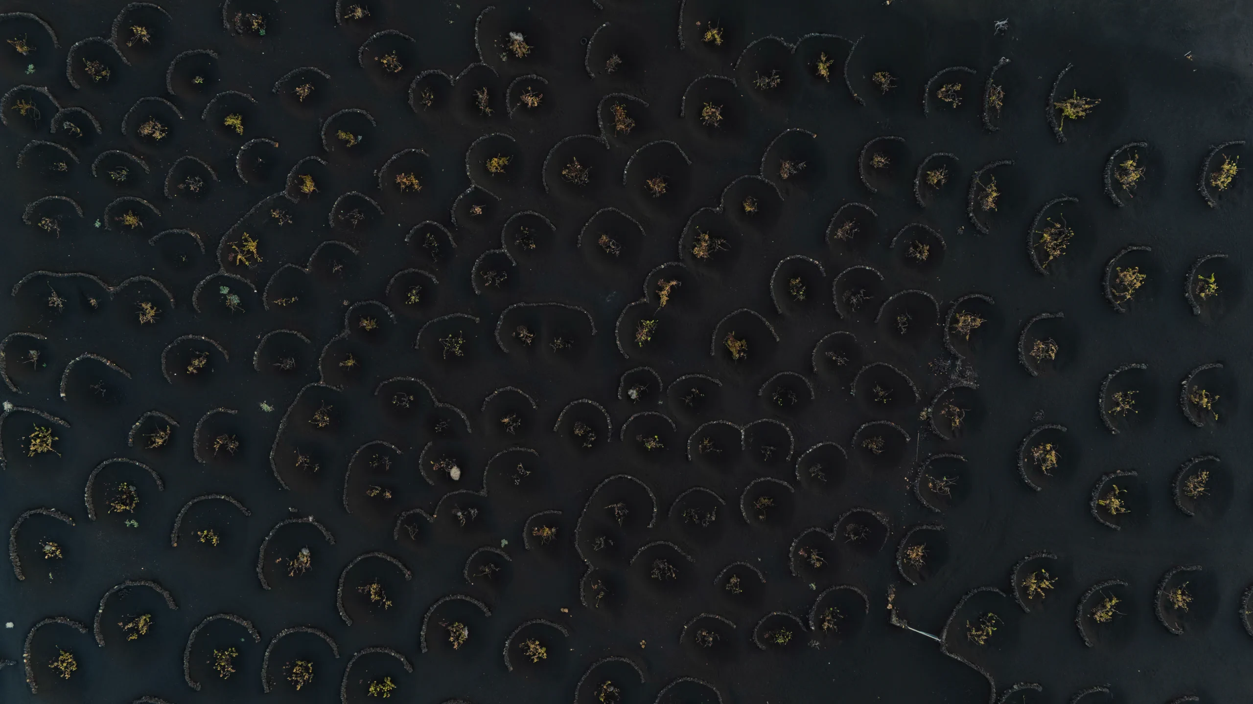 La Geria in Lanzarote from a drone