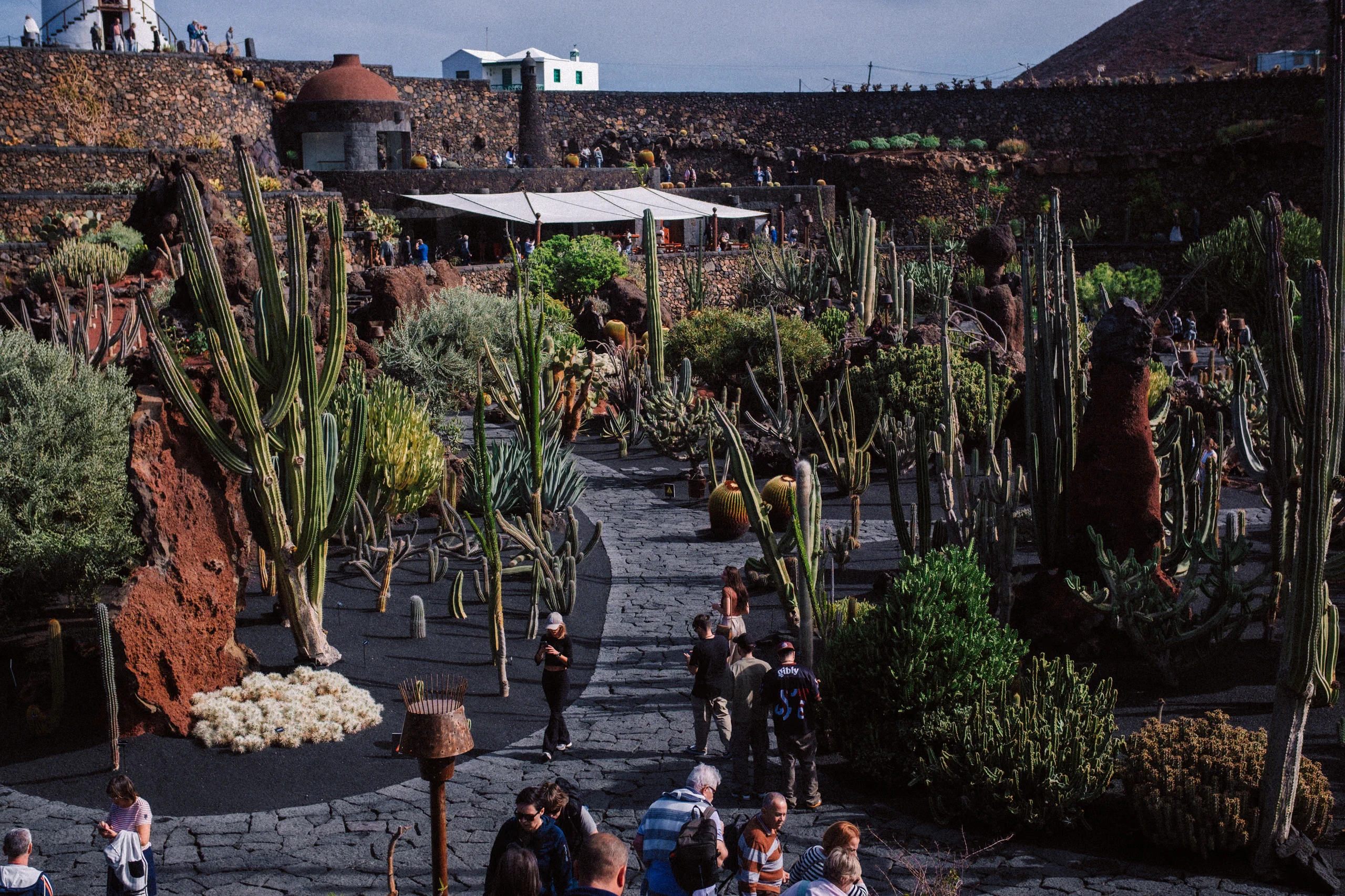 The garden of cactus viewed from the top