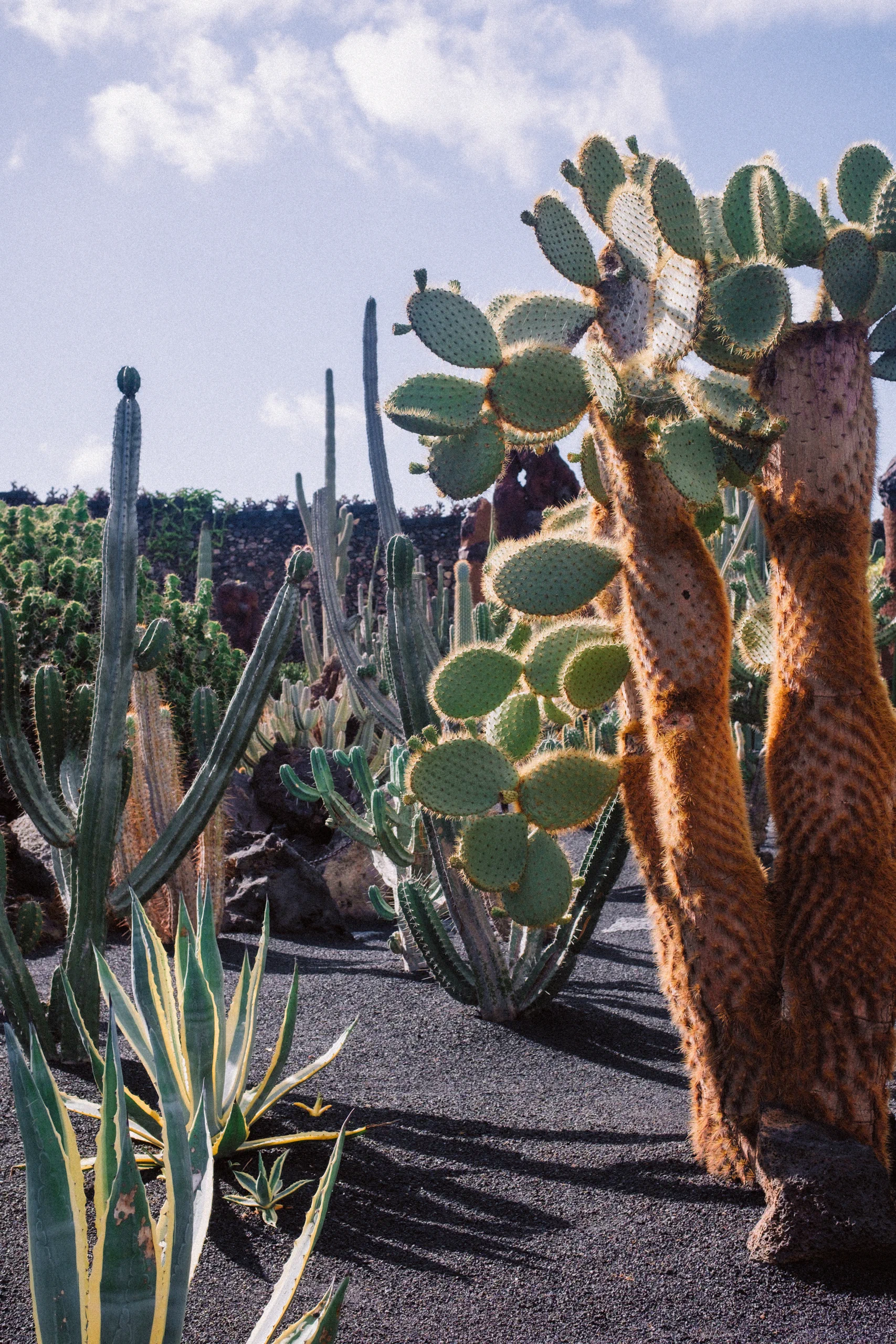 A giant, towering cactus in the botanical garden of Lanzarote.