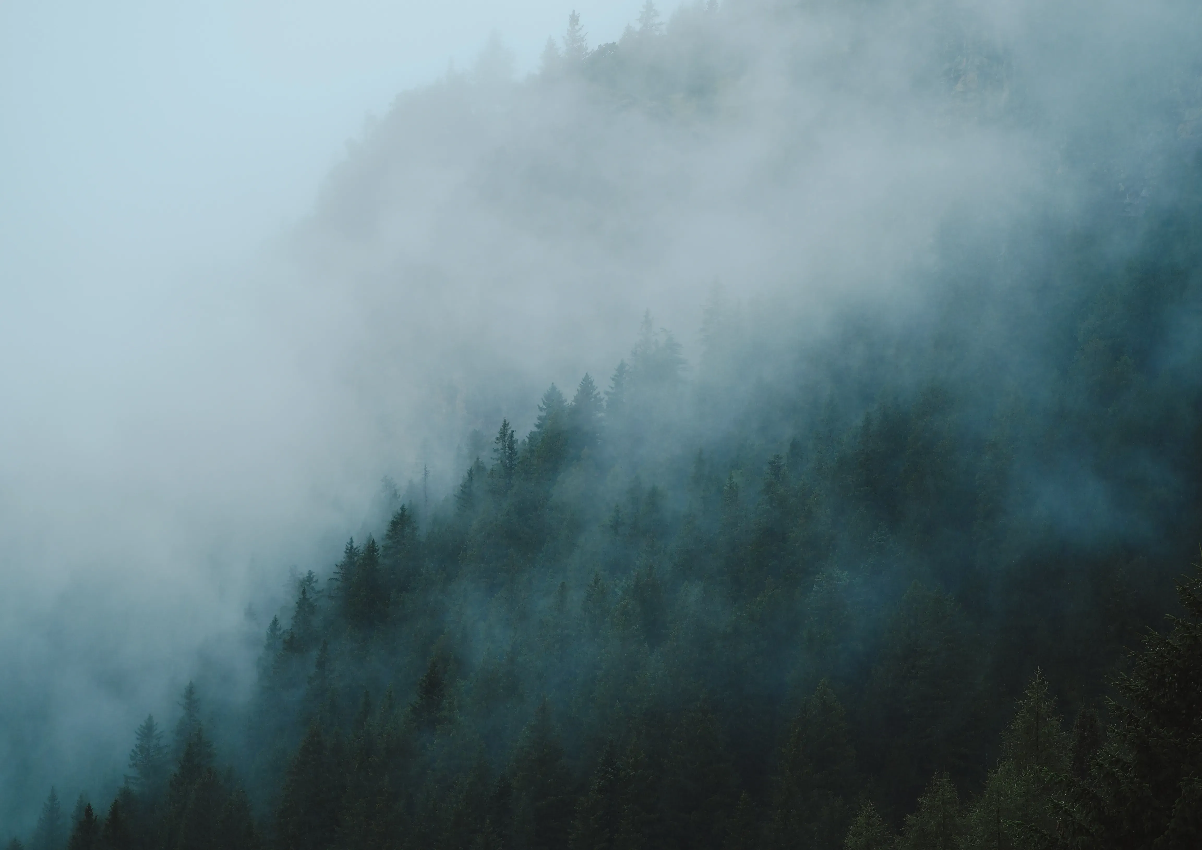 Horizontal panorama of misty clouds blending with the tree line on the mountainside.