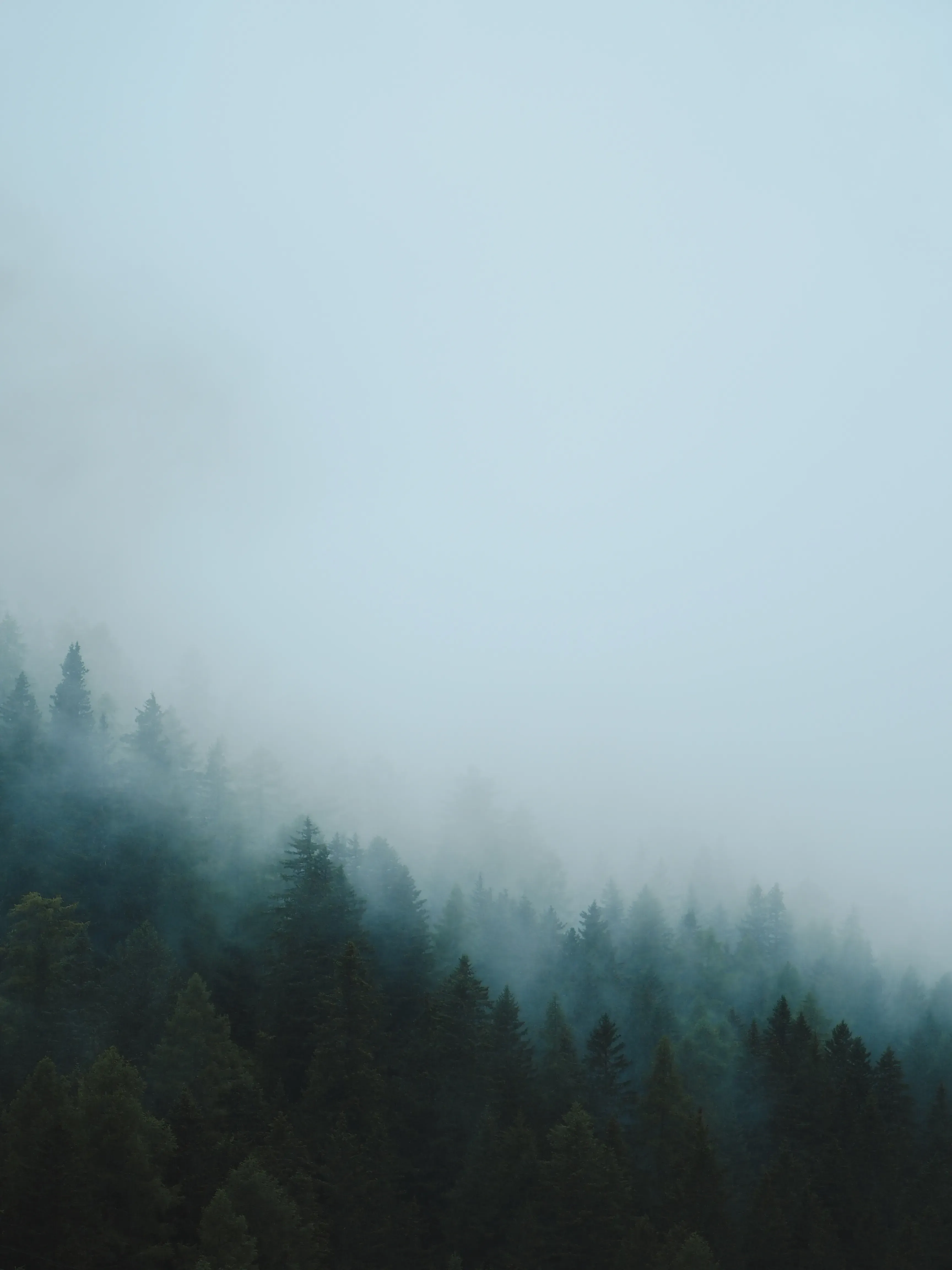 Vertical view of fog and clouds swirling through the dense mountain forest,