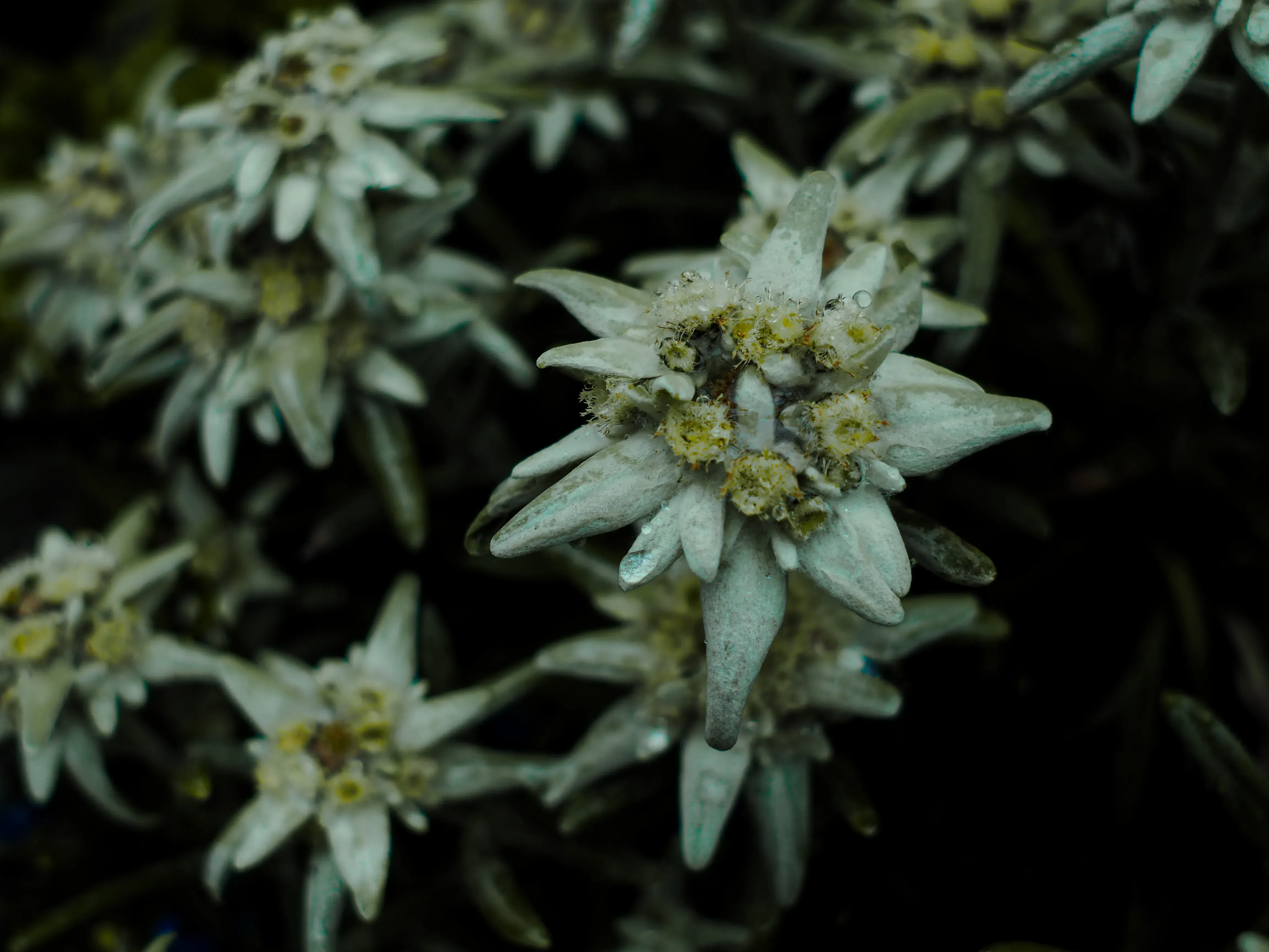 Close-up of a rare white Edelweiss flower (Stella Alpina) in the mountains.