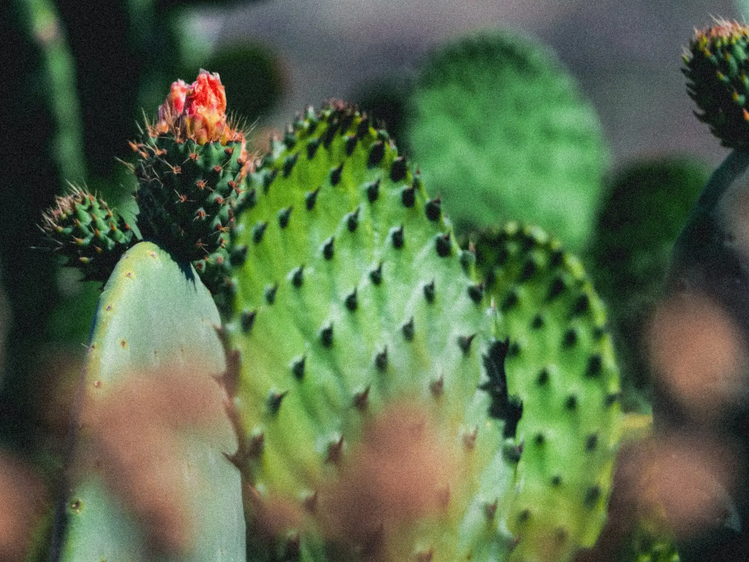 Detail of a large prickly pear or other cactus.