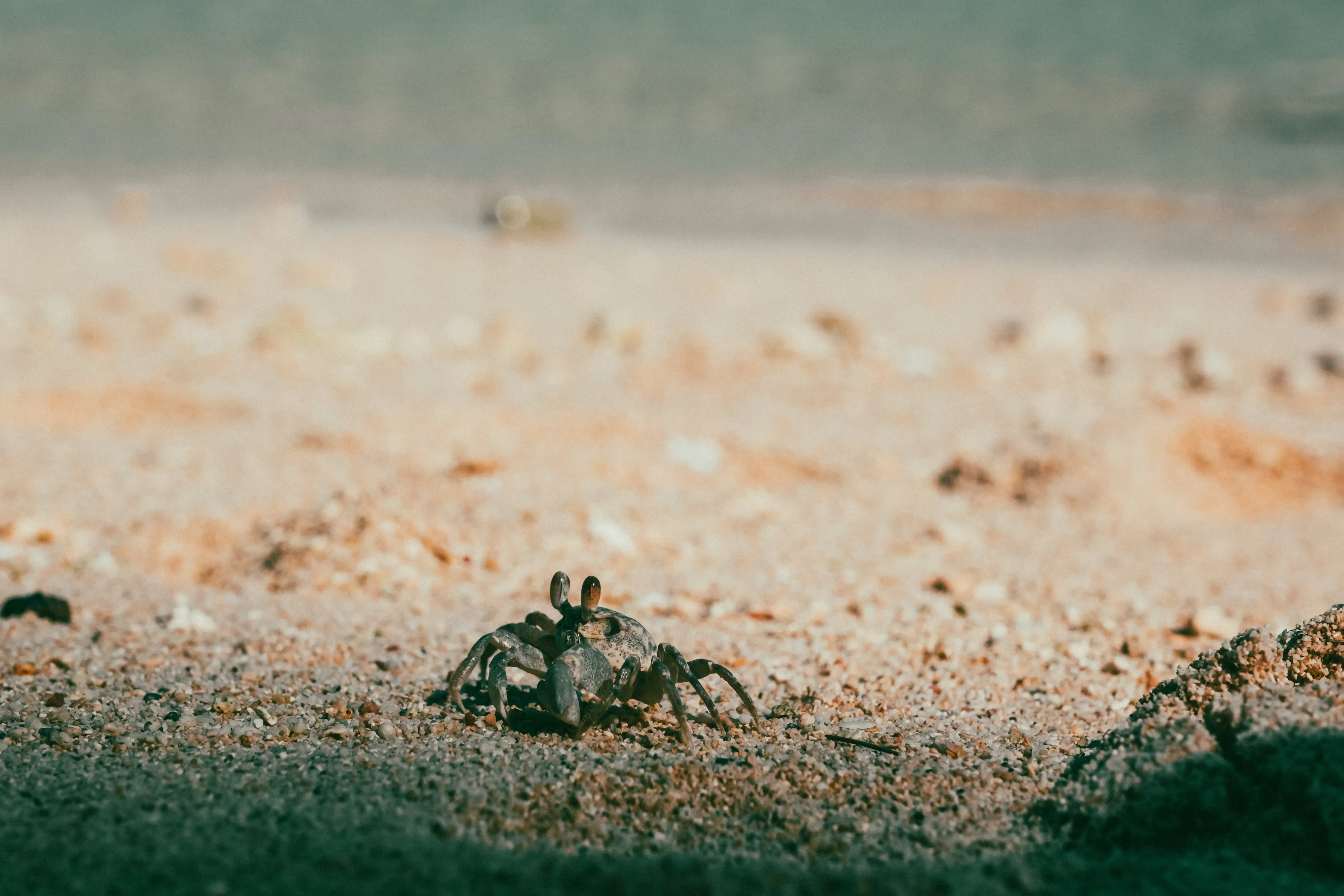 A small crab scurrying across or hiding in the wet sand of a Mauritian beach.