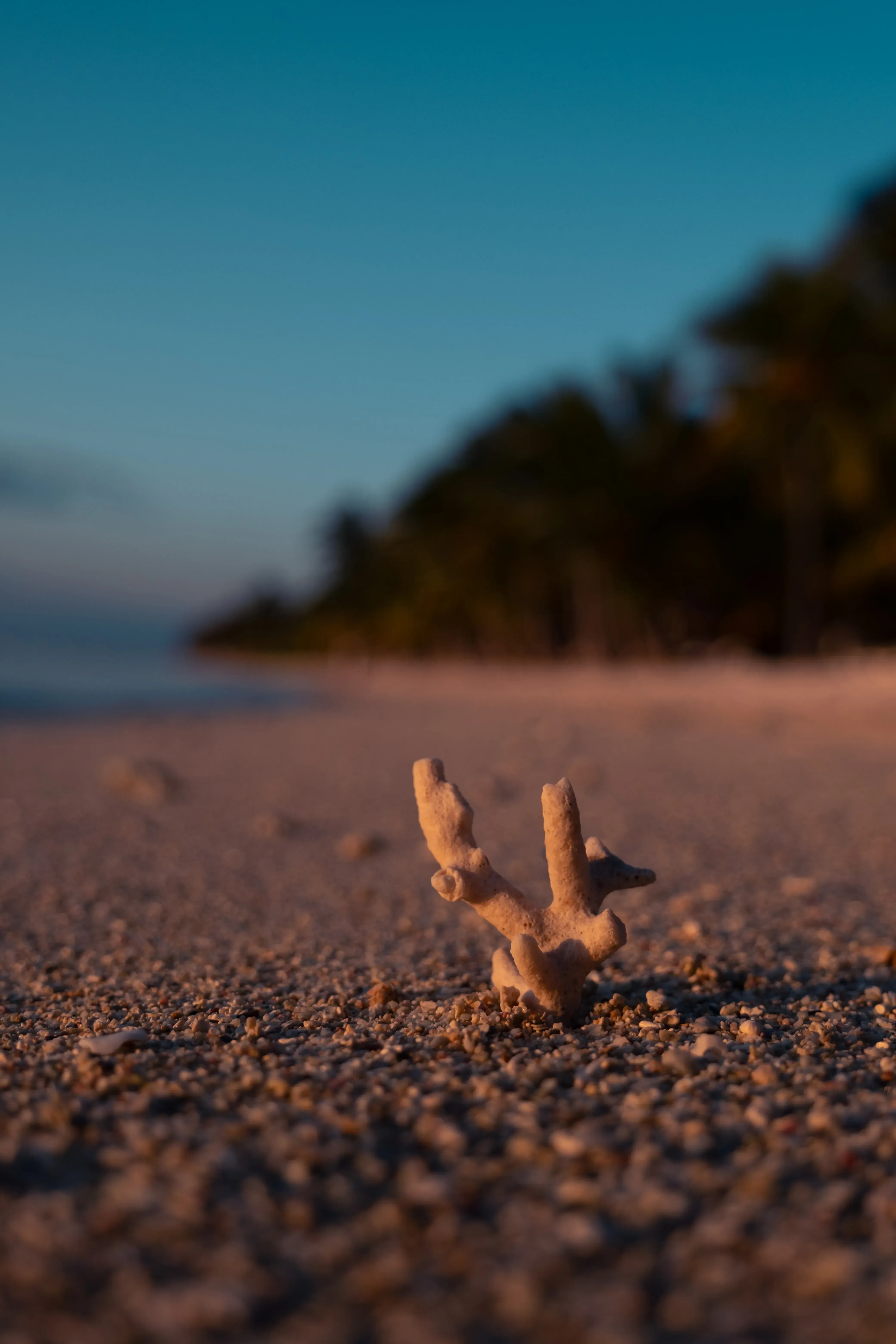 A piece of white, bleached coral lying half-buried in the sand of a Mauritian beach.