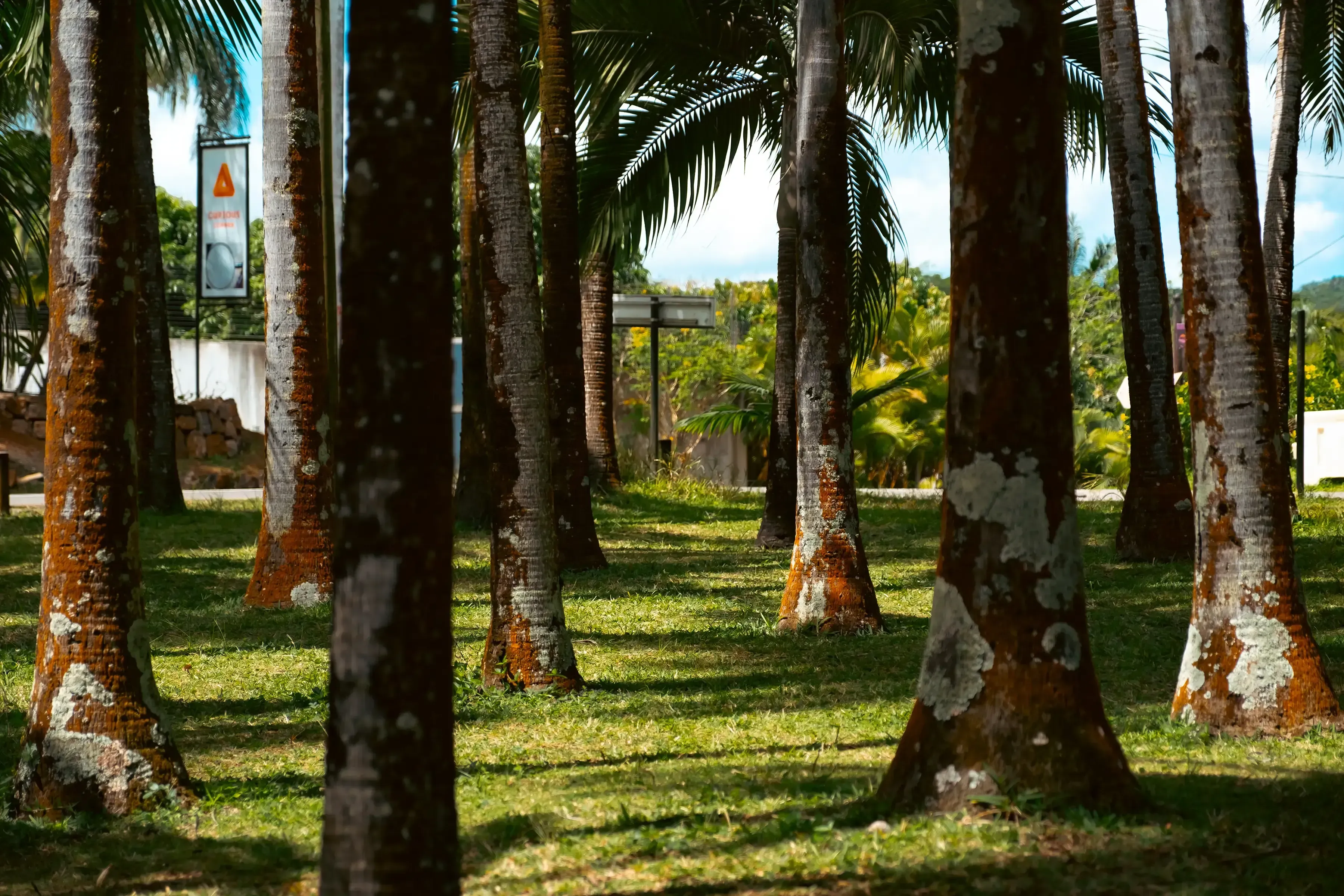 A collection of various lush, tropical plants typical of the Mauritian landscape.