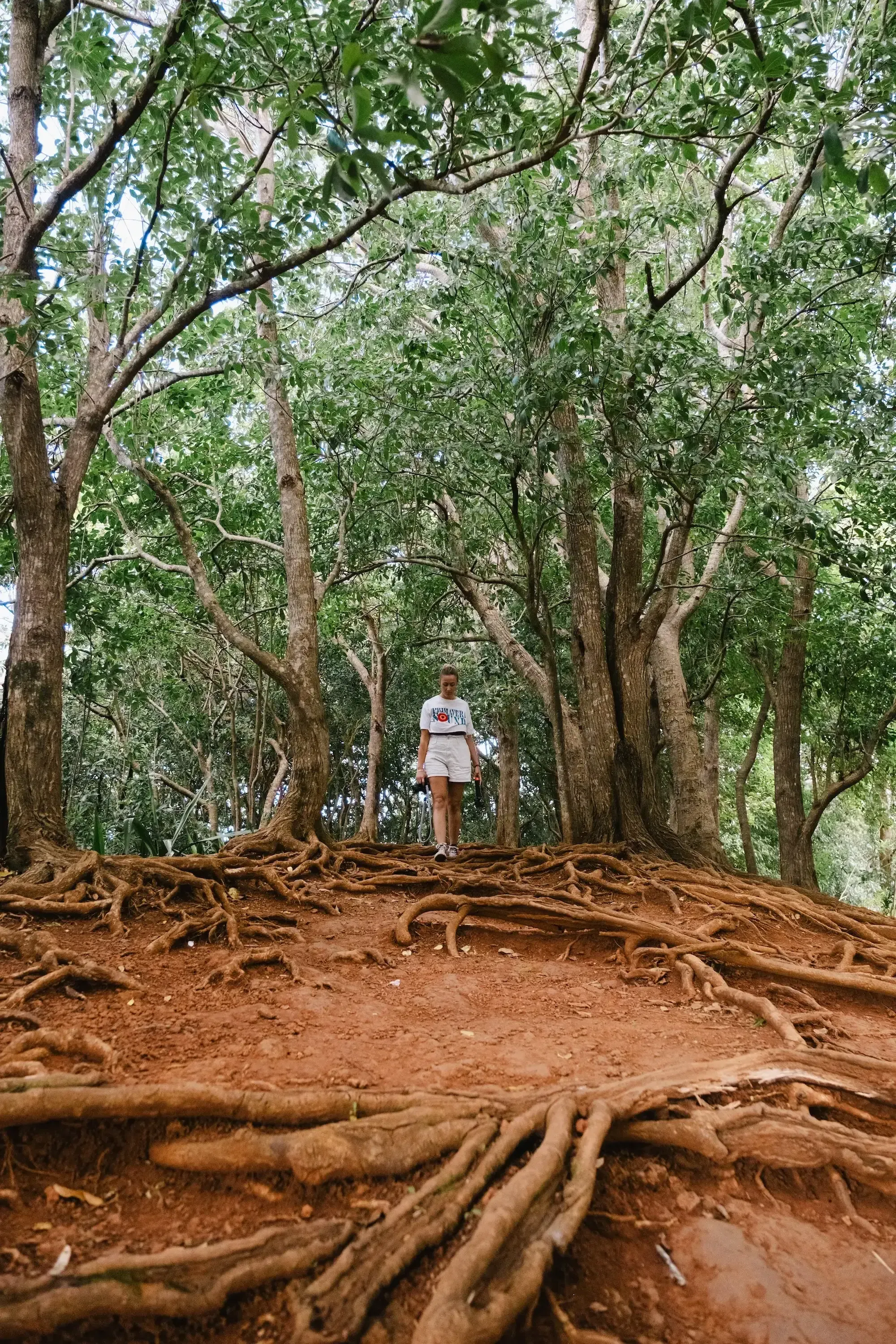 Massive, tangled, exposed roots of a large tropical tree (like a Banyan or Fig) in Mauritius.