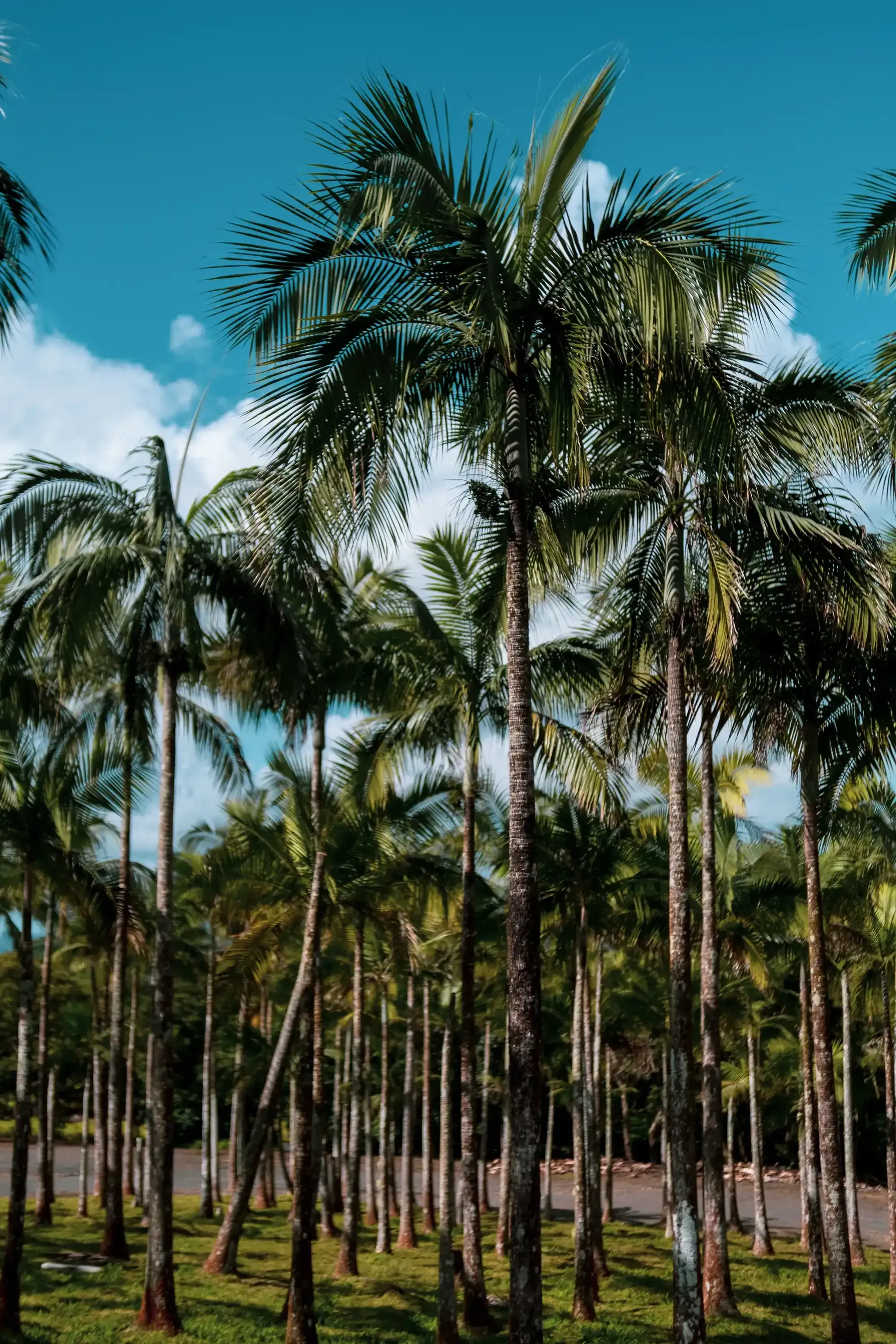A cultivated plantation showing rows of uniformly planted palm trees.