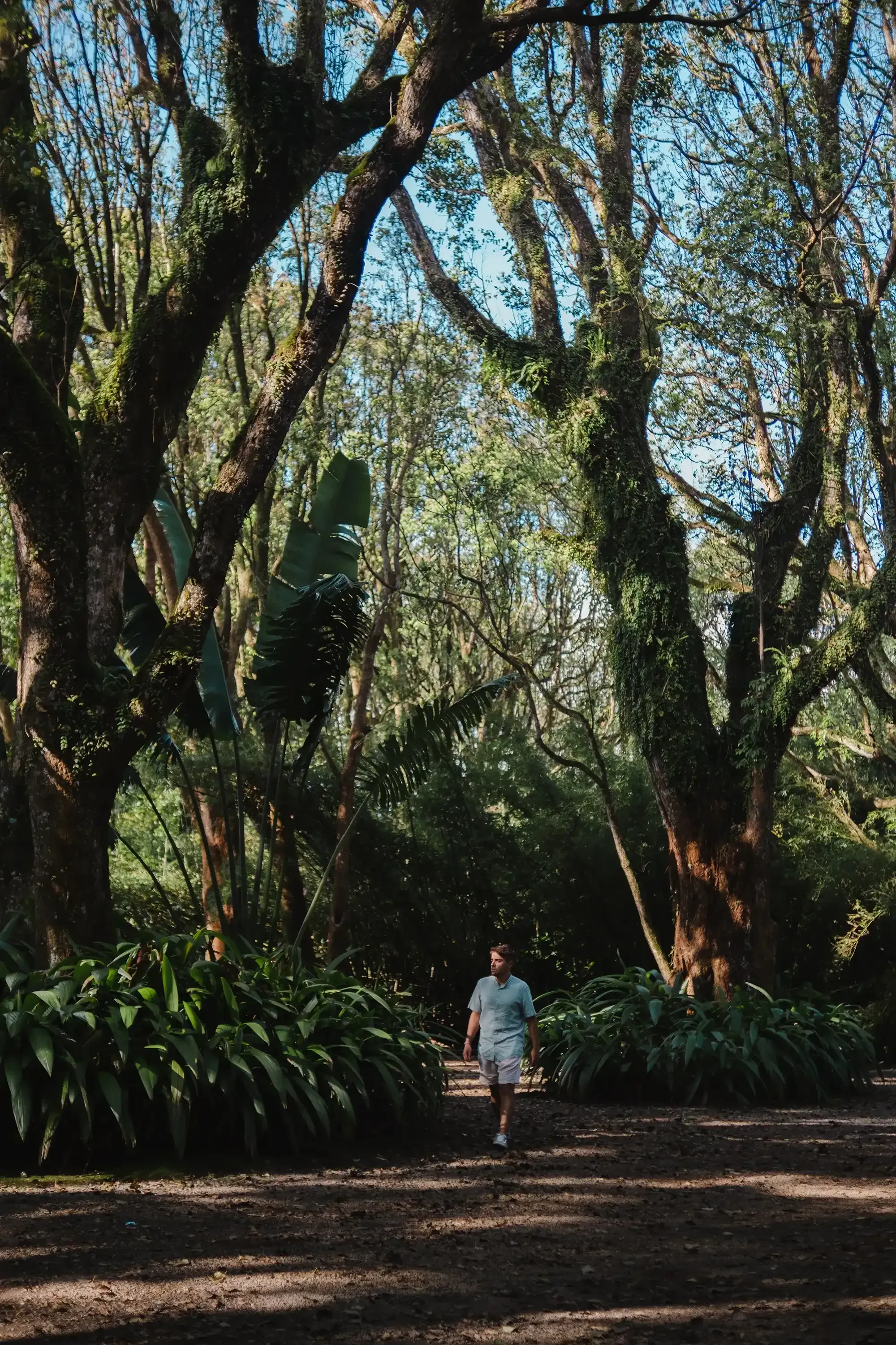 Ieser standing in a parking area, surrounded by the massive trunks and canopies of tropical trees in Mauritius.