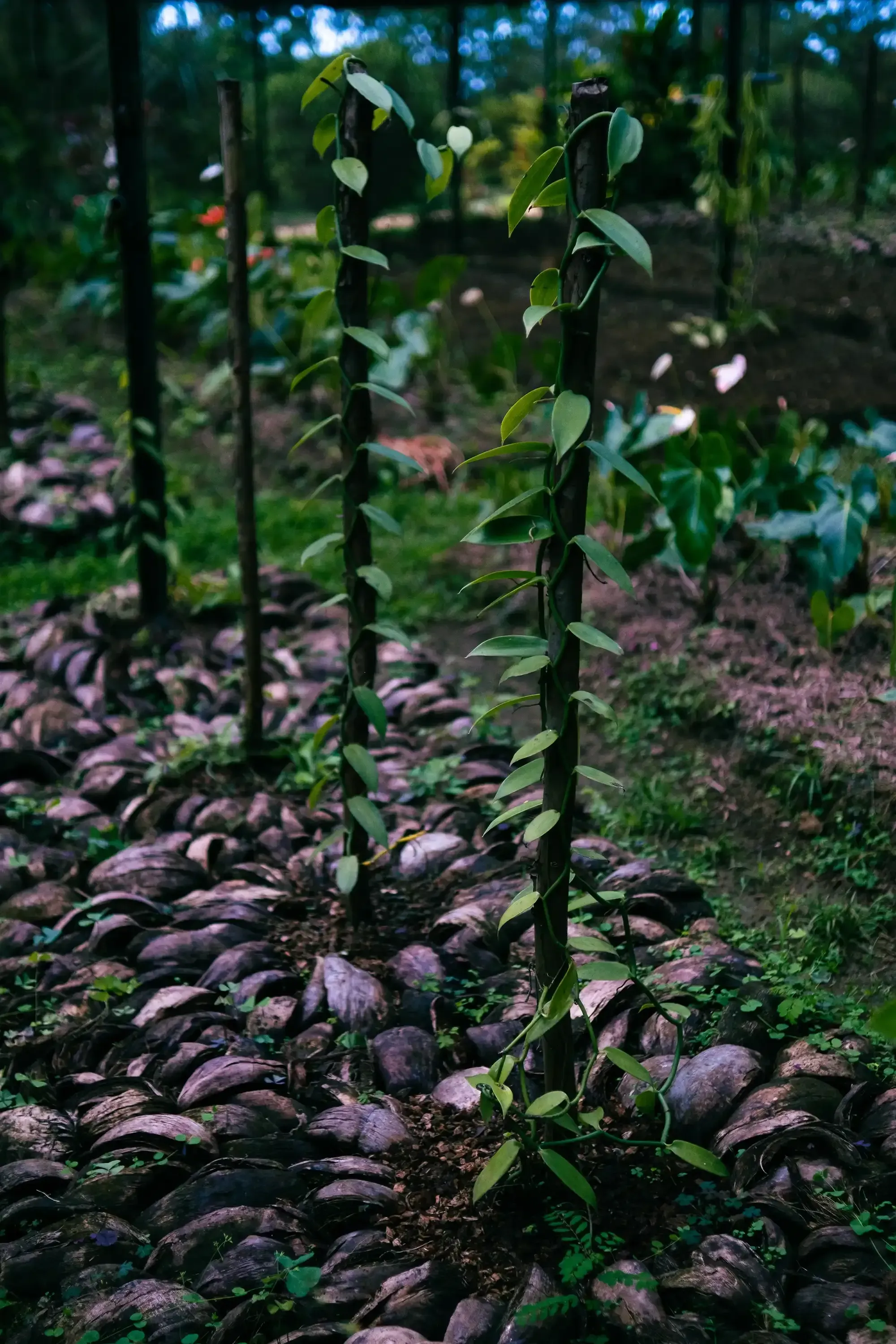Close-up view of vanilla orchid vines growing on support poles in a Mauritian plantation.