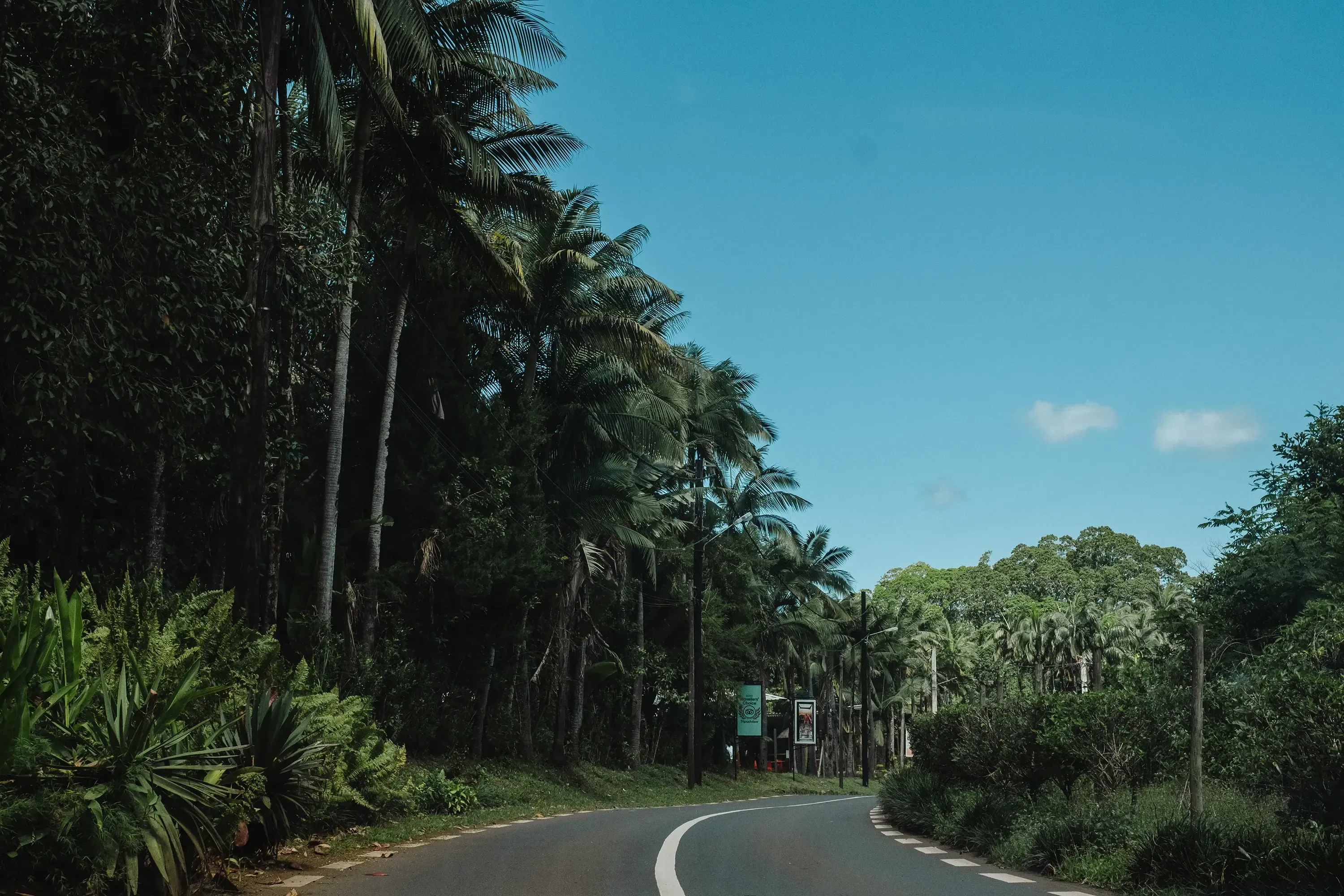 A scenic road flanked by lush tropical plants and tall palm trees in Mauritius.