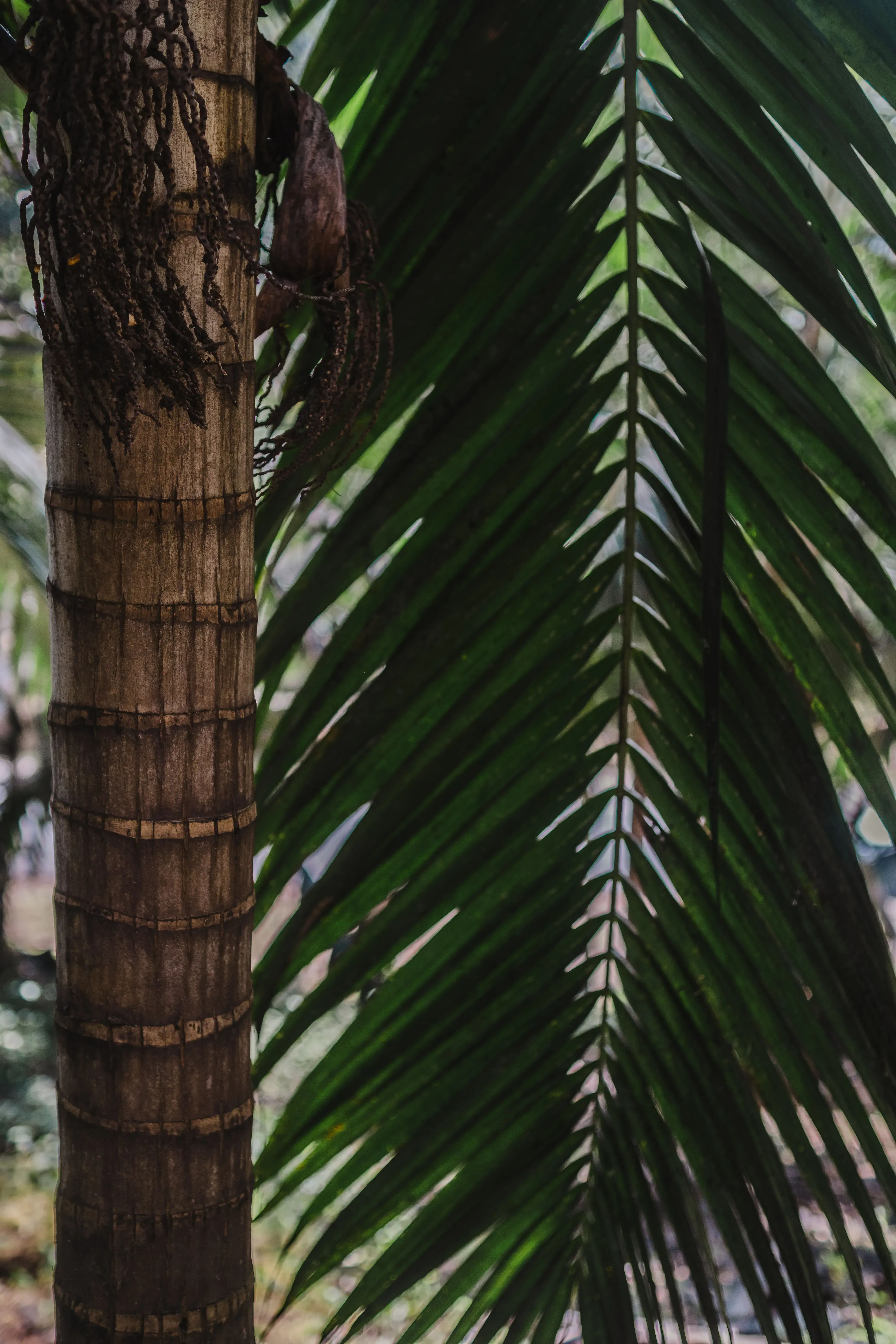 A tall, slender palm tree standing against a clear sky, typical of the Mauritian coastline.