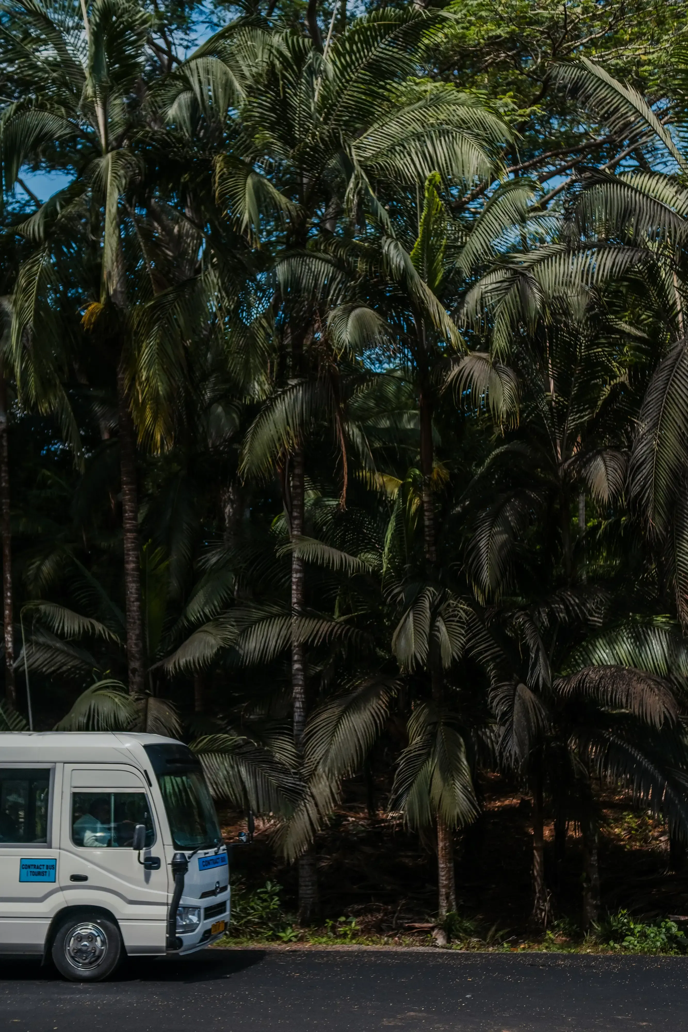 A public bus traveling along a winding road through the dense, forested Black River Gorges National Park.