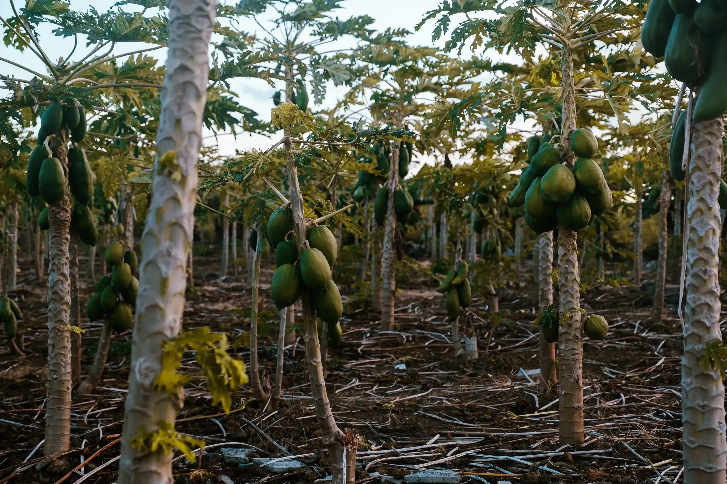 A cultivated field or plantation showing rows of papaya trees with fruit visible.