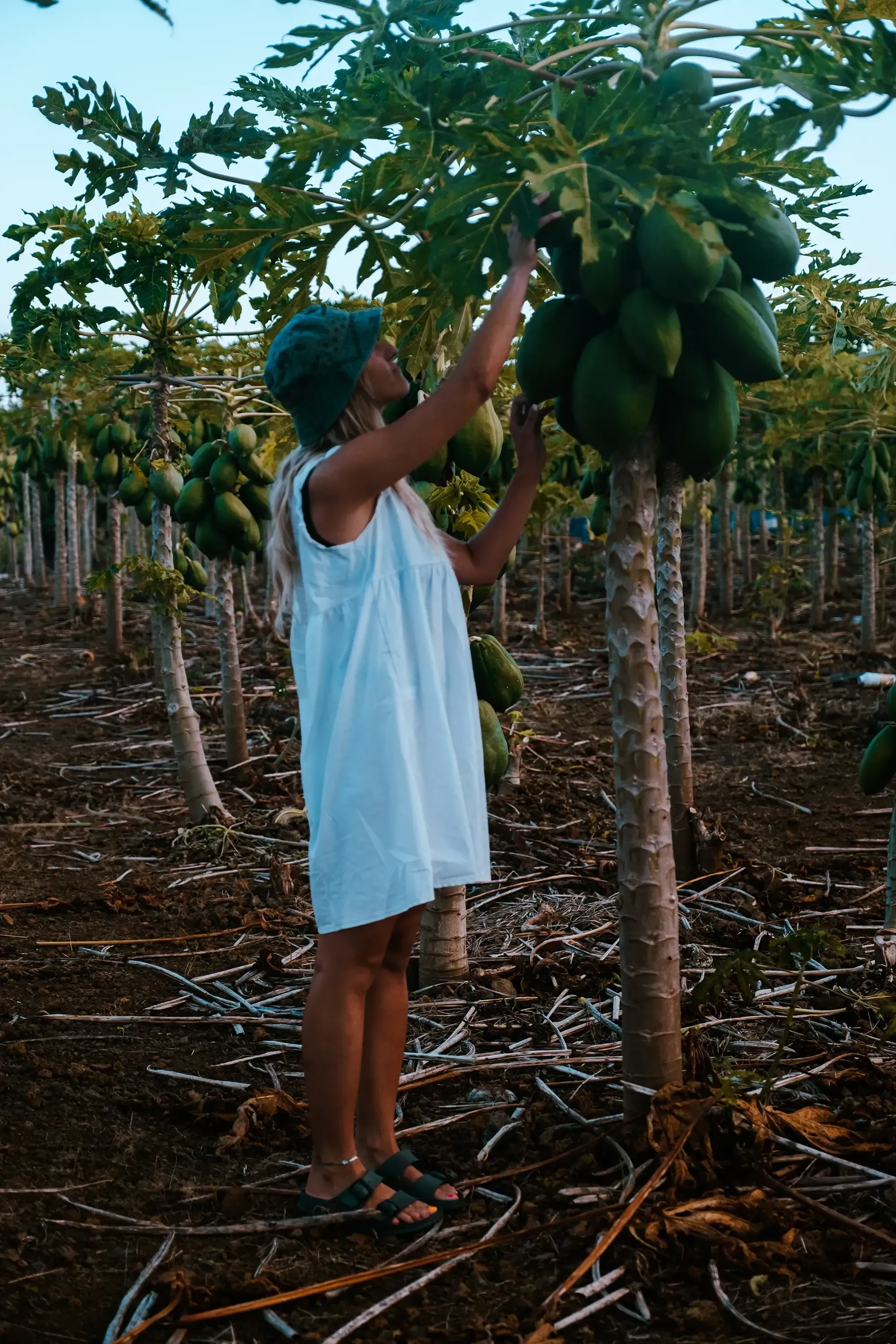 Letizia looking at or examining a papaya tree and its ripening fruit in a tropical garden.