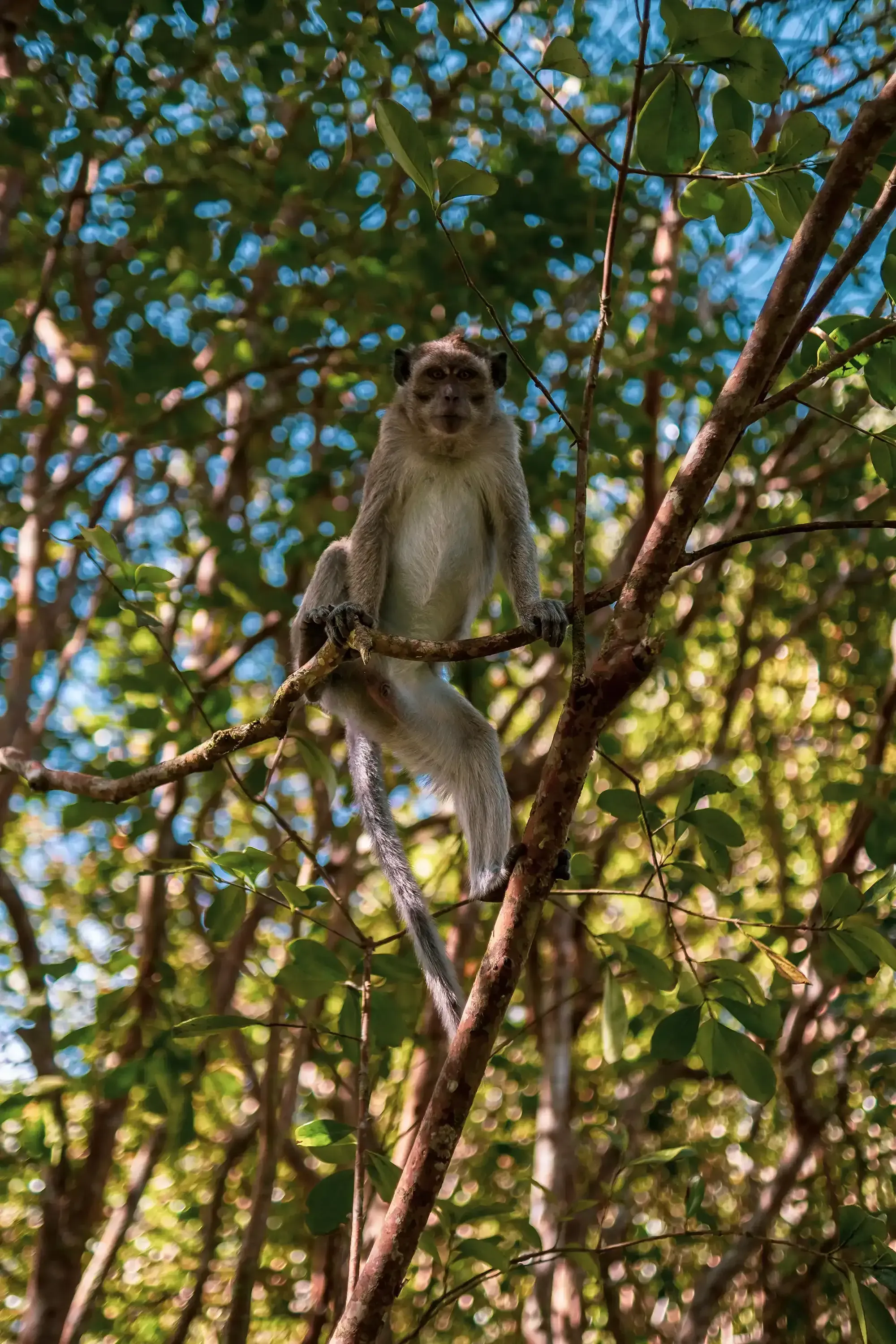 A monkey (likely a macaque) inside or near the veranda of a historic colonial house in Mauritius.