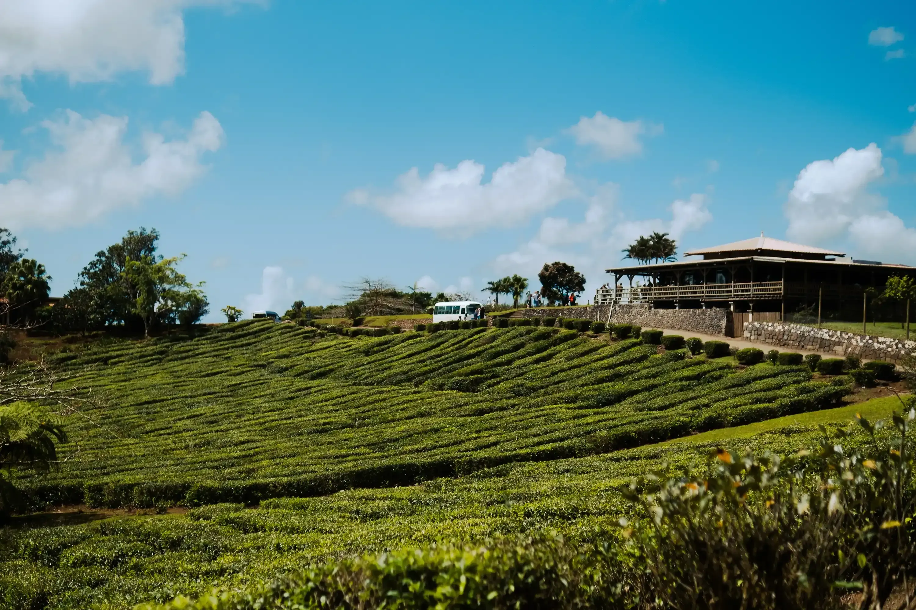 The historic Mauritian tea estate of Bois Cheri